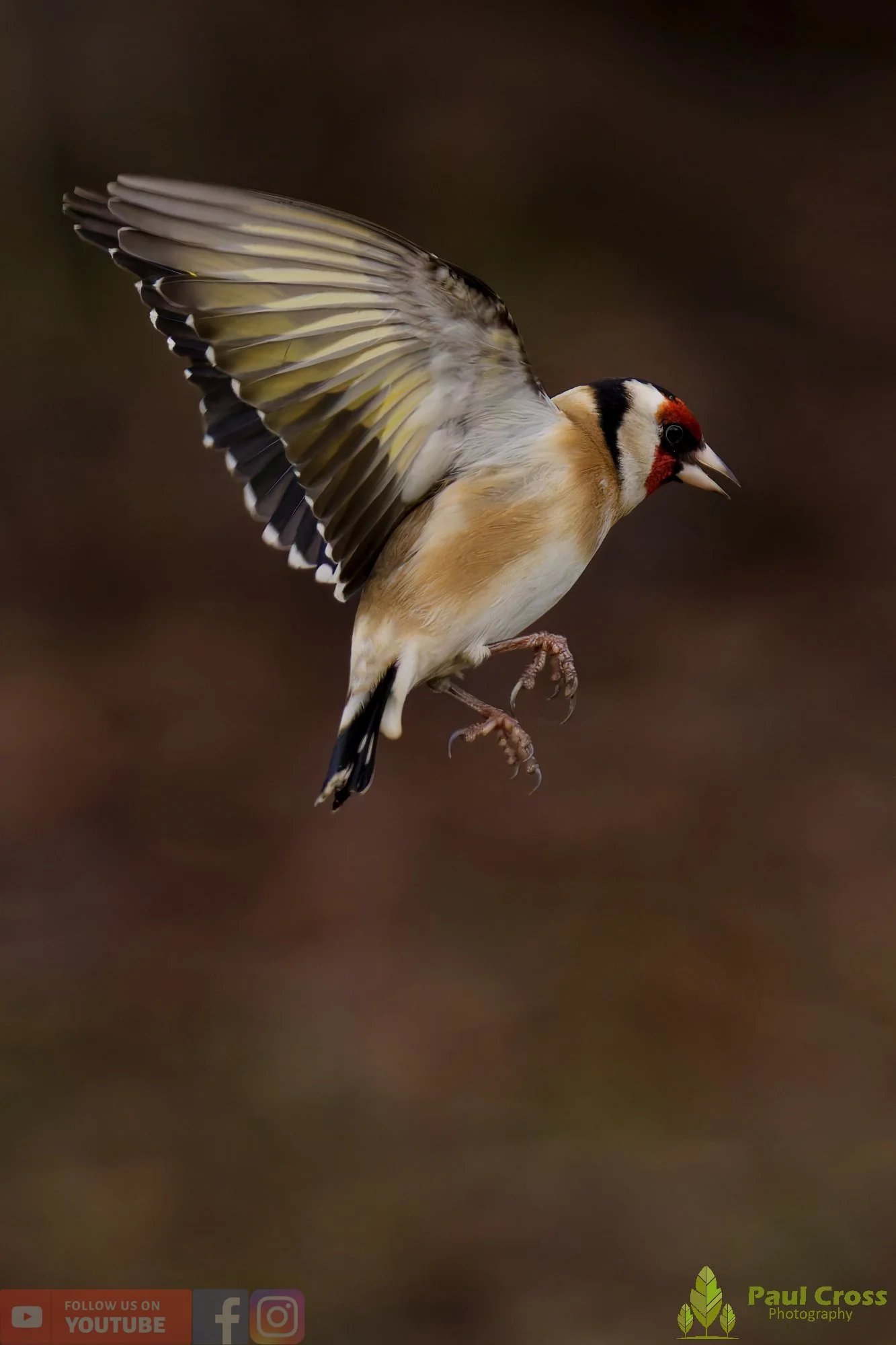 Goldfinch-00324.jpg