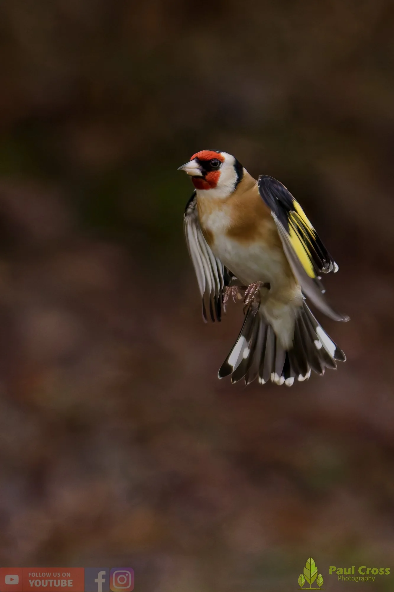 Goldfinch-00325.jpg