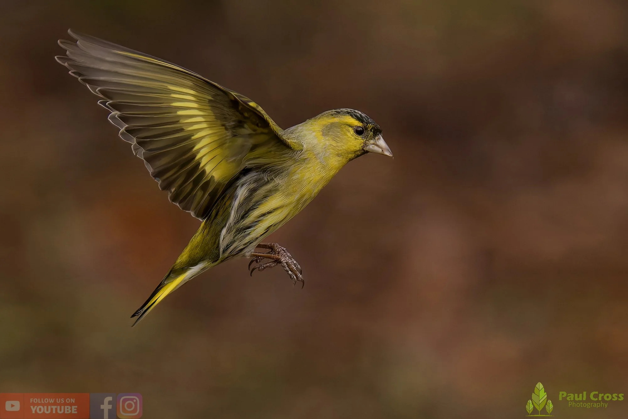 Finches in Flight – Warnham Local Nature Reserve