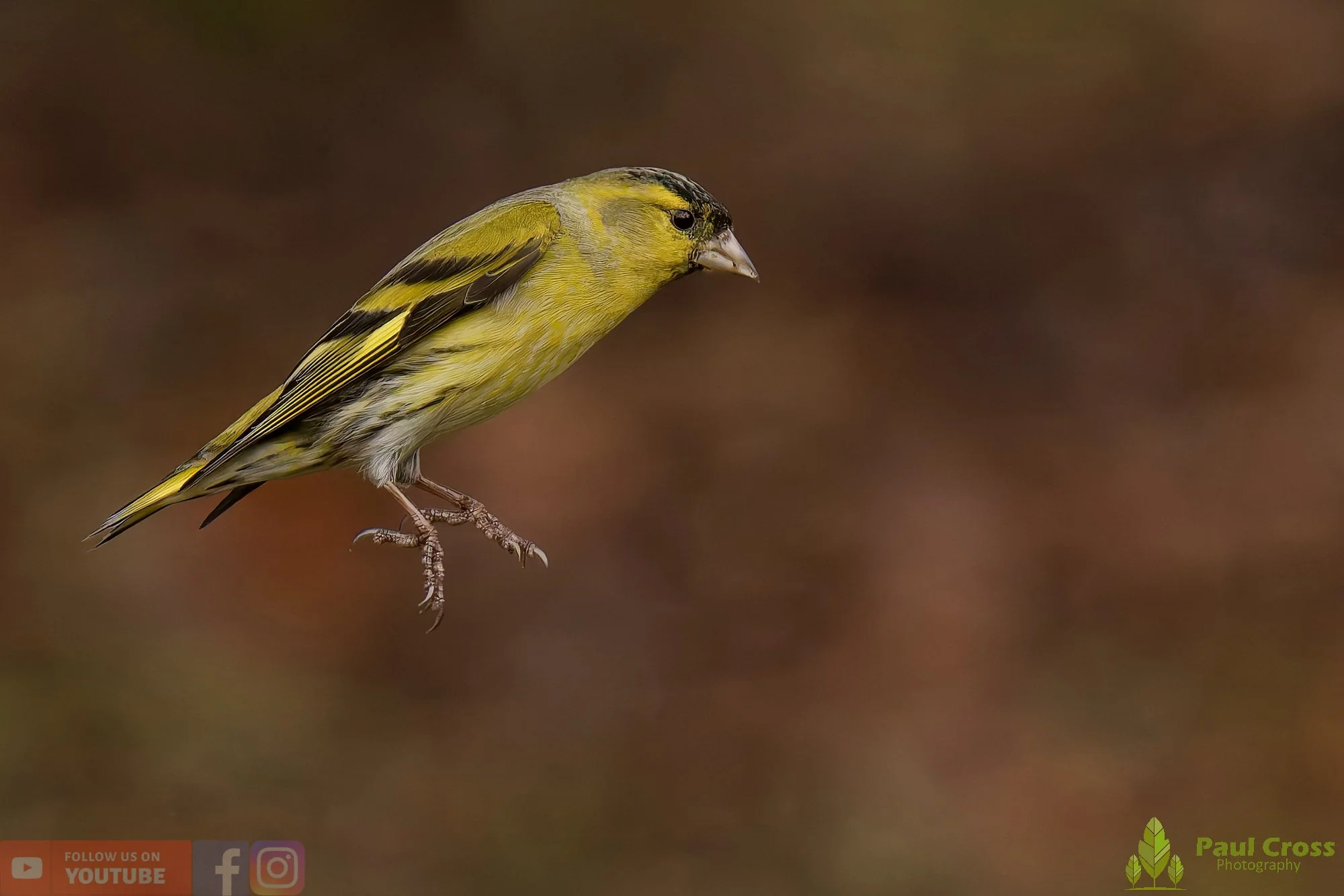 Siskin-00271.jpg