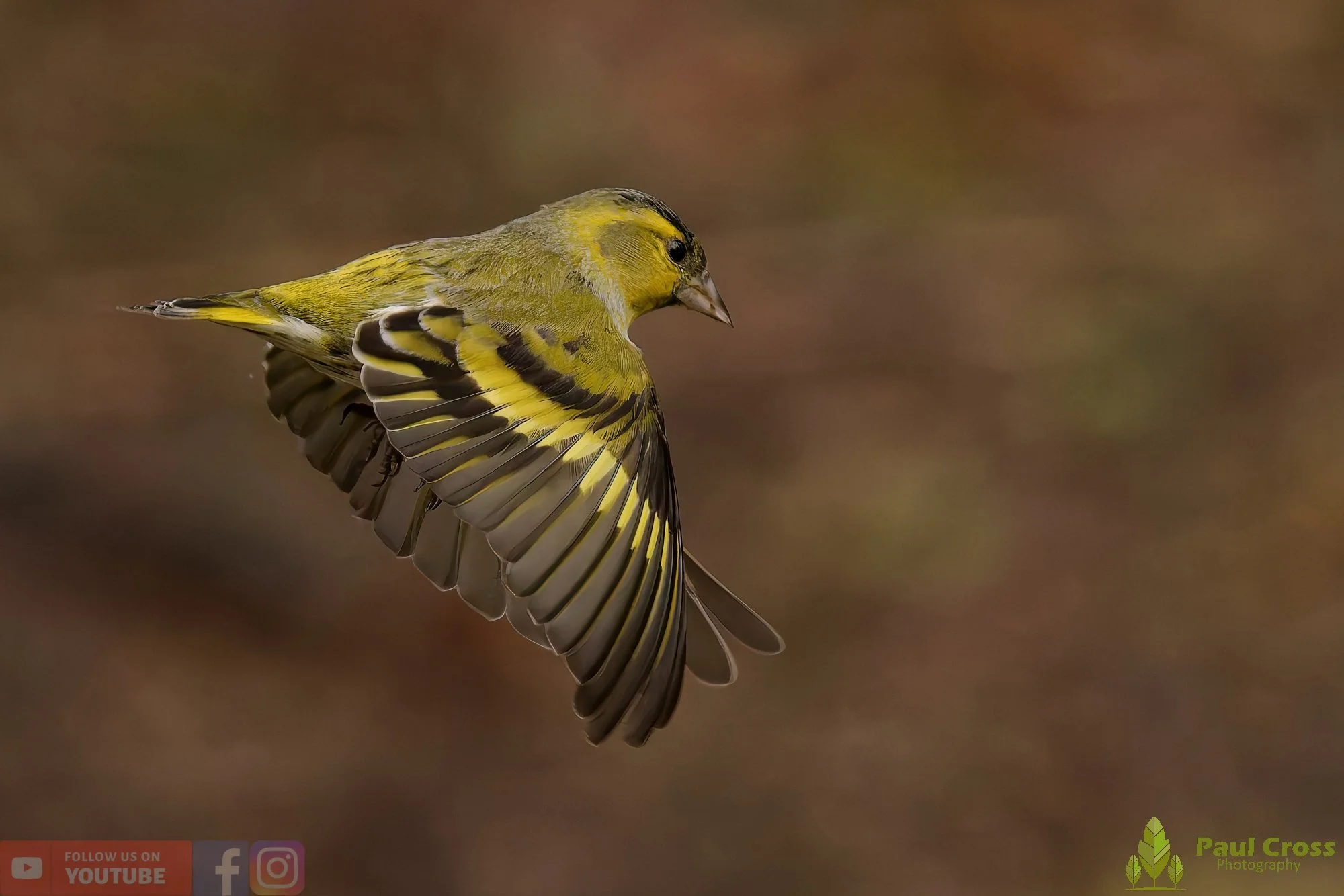Siskin-00273.jpg