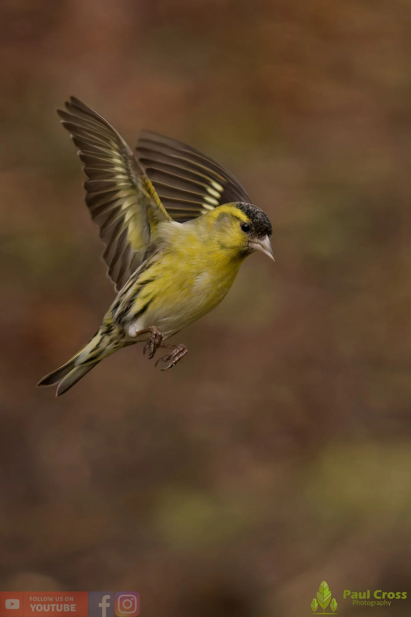Siskin-00274.jpg