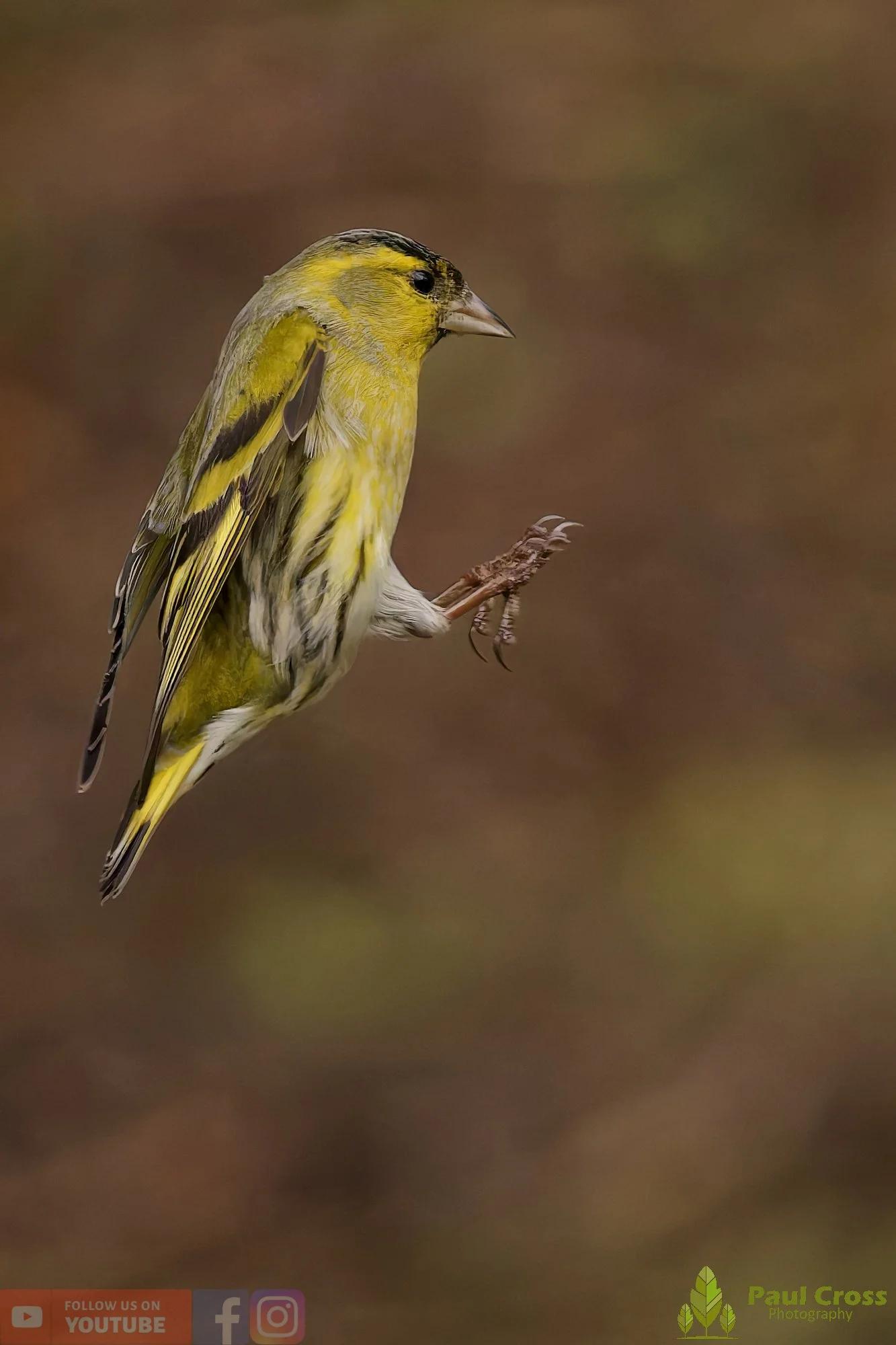Siskin-00275.jpg