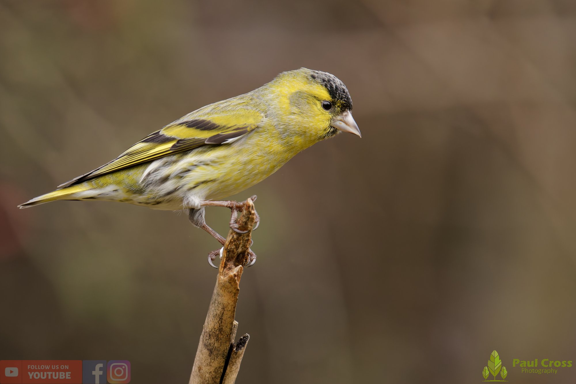 Siskin-00234.jpg