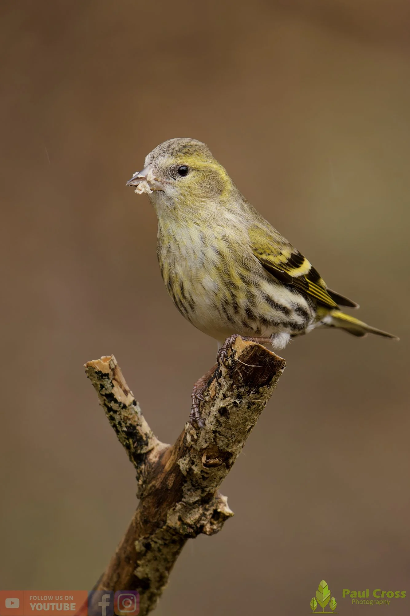 Siskin-00232.jpg