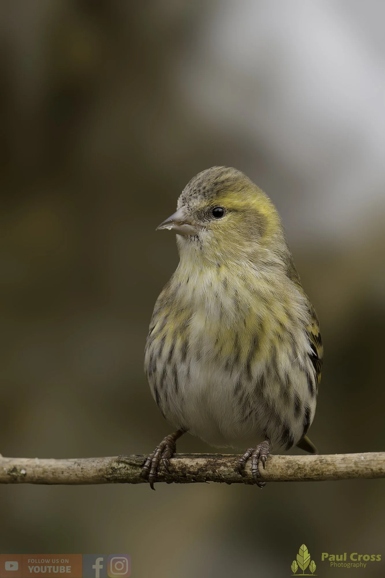 Siskin-00250.jpg