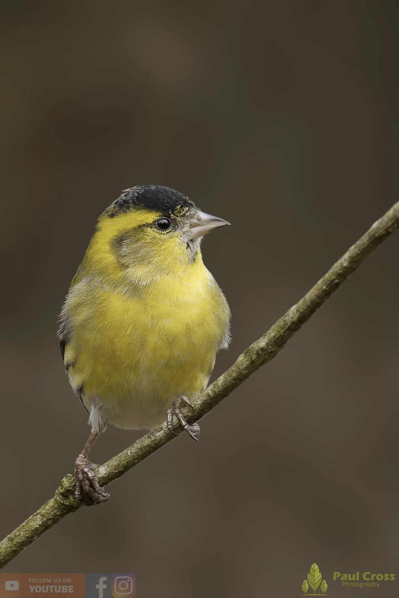 Siskin-00251.jpg