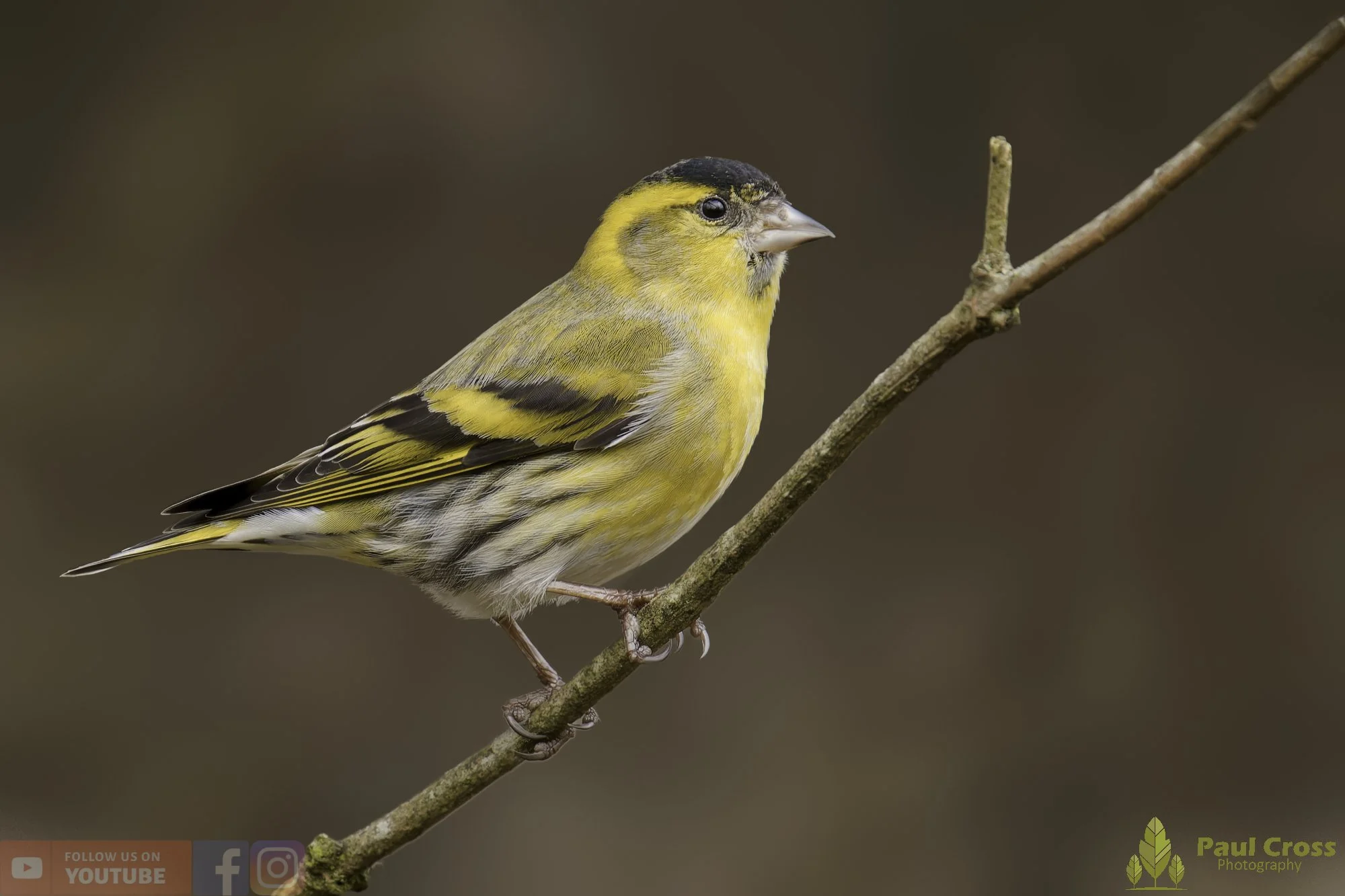 Siskin-00252.jpg