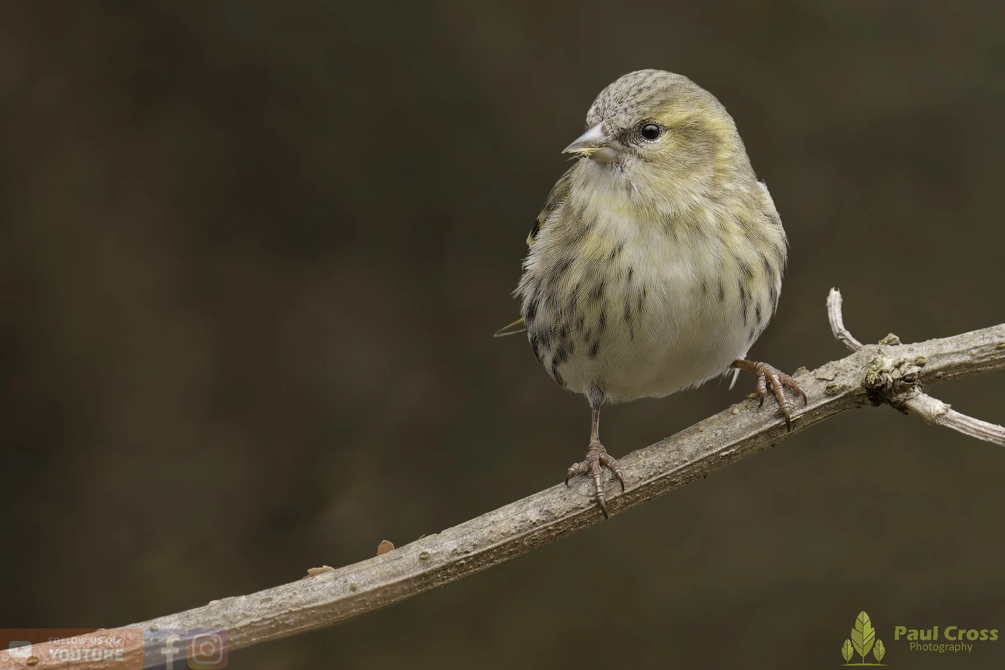 Siskin-00256.jpg