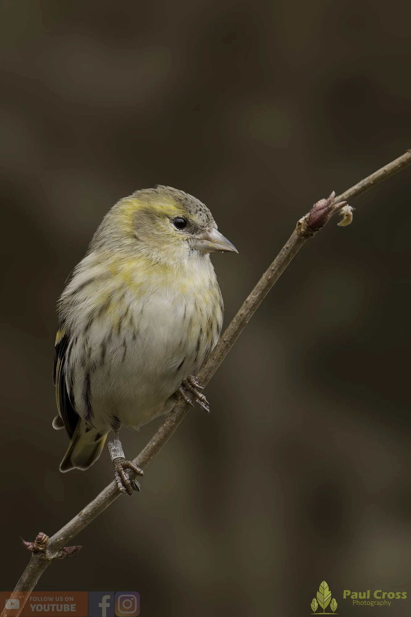 Siskin-00261.jpg