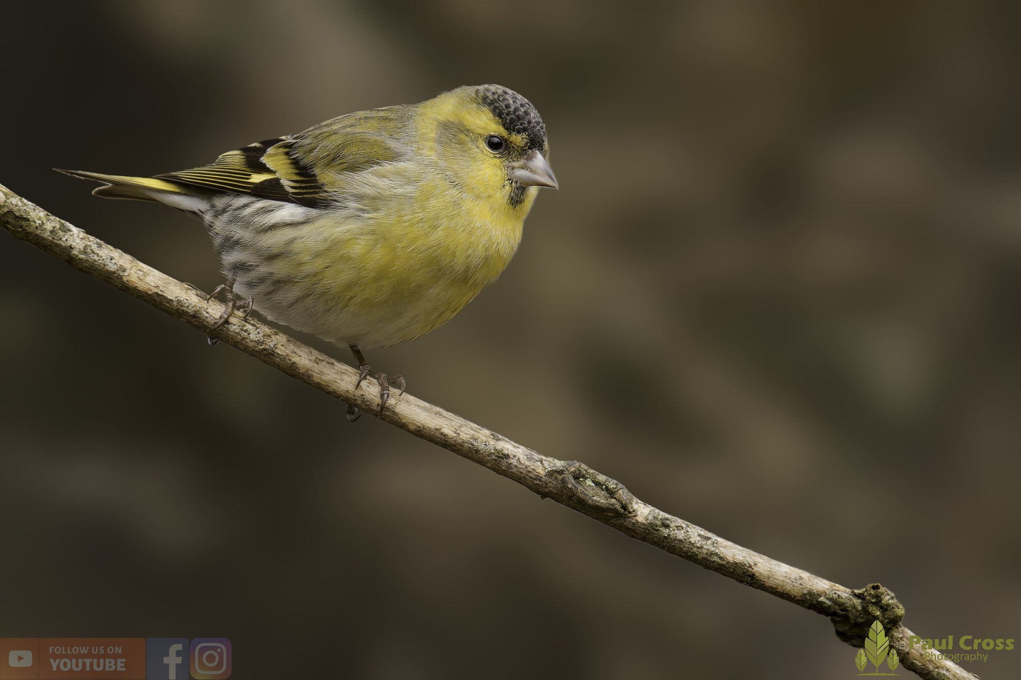 Siskin-00262.jpg