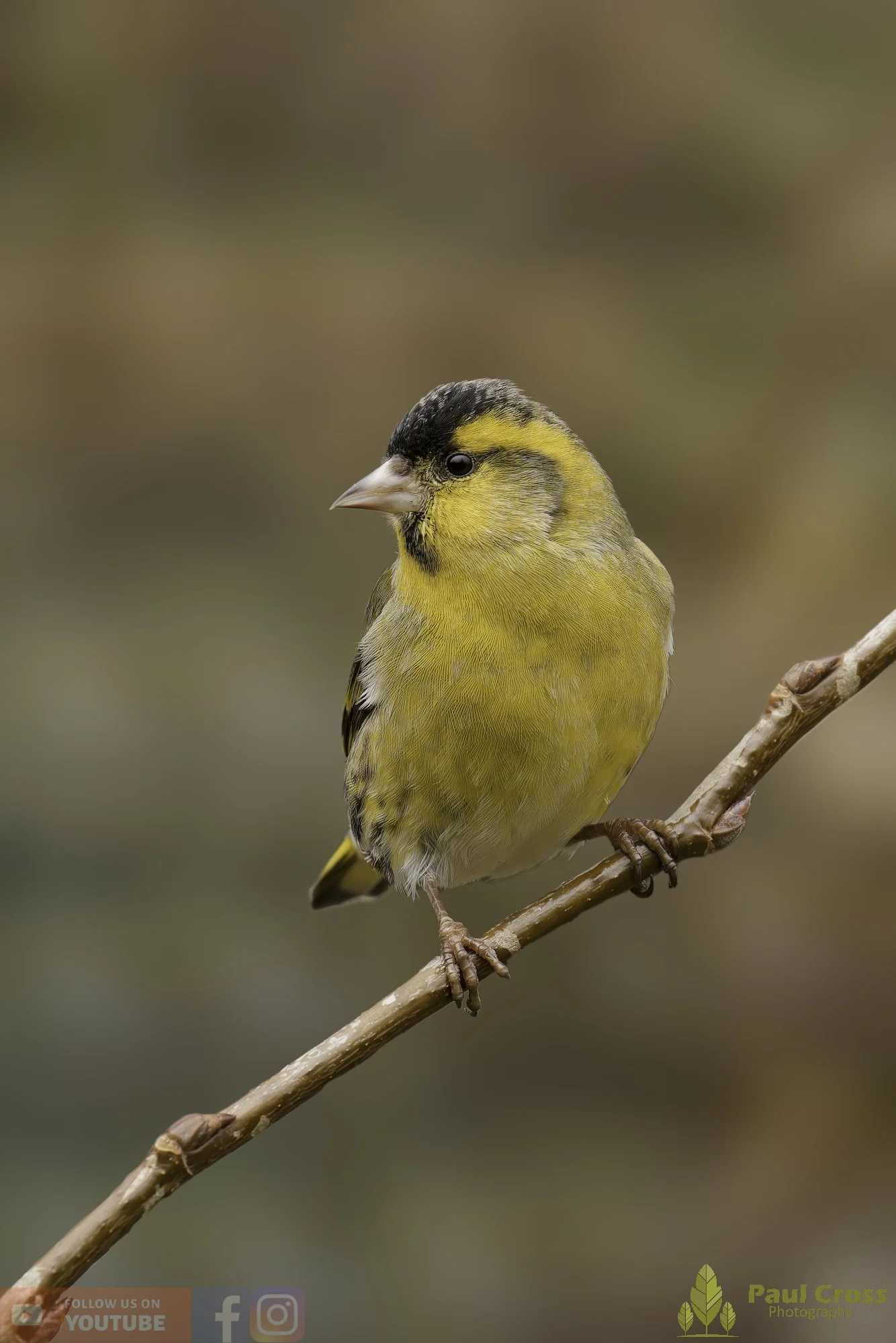 Siskin-00265.jpg