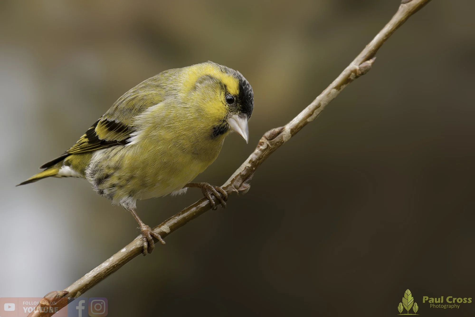 Siskins in the Winter Trees – Warnham Local Nature Reserve