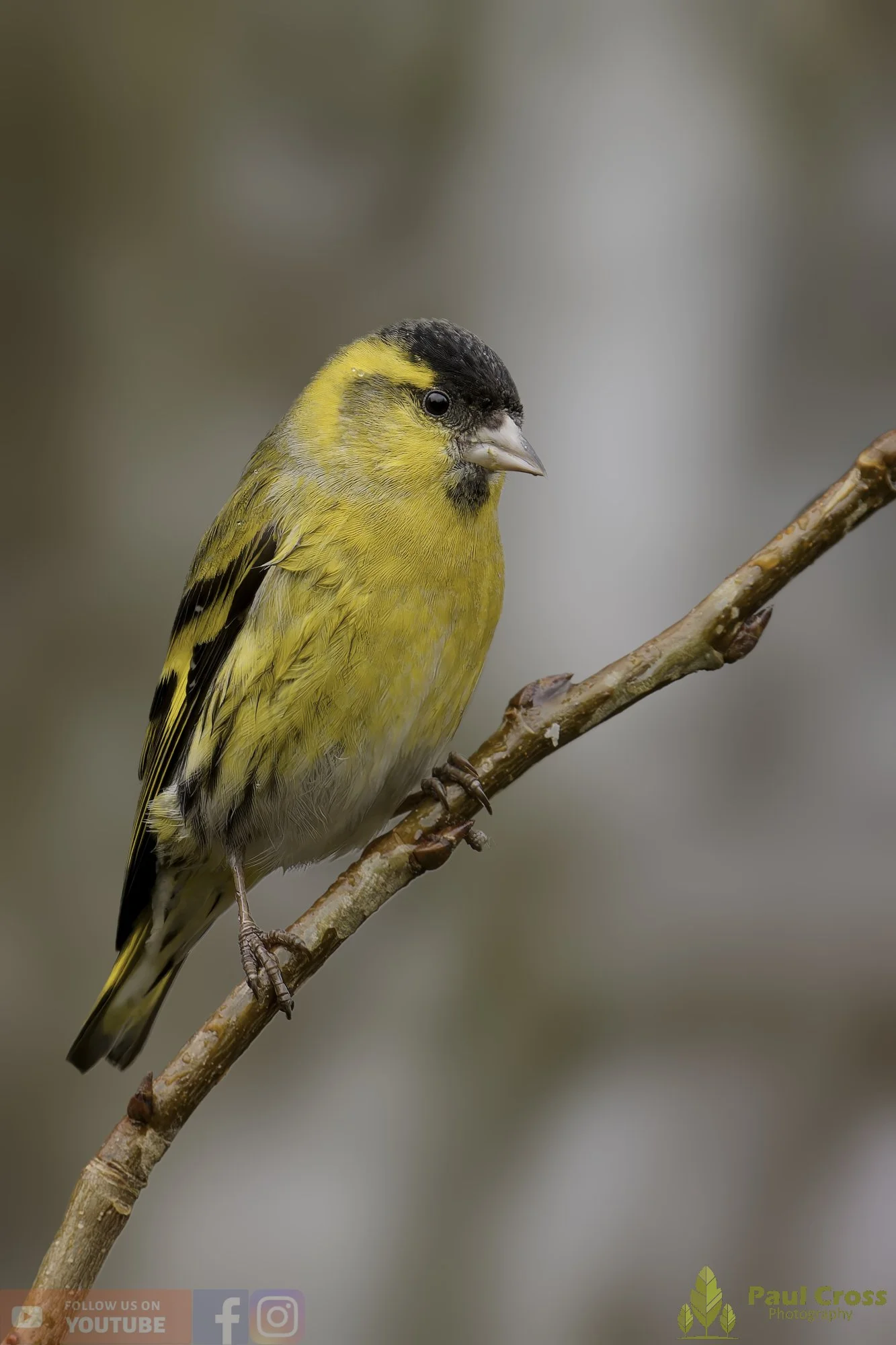 Siskin-00282.jpg