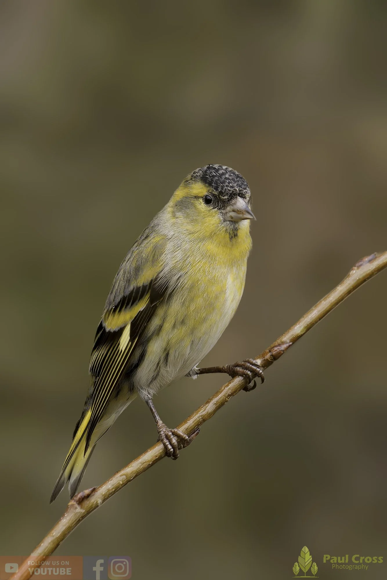 Siskin-00283.jpg