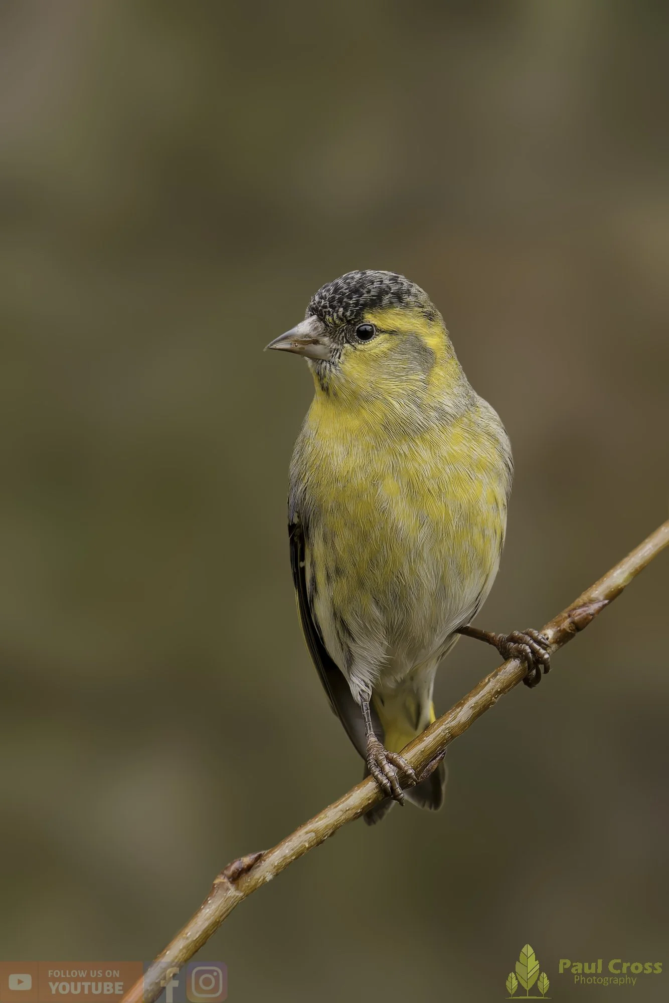 Siskin-00284.jpg