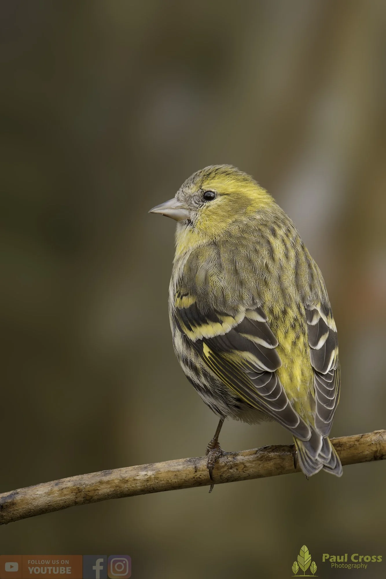 Siskin-00288.jpg