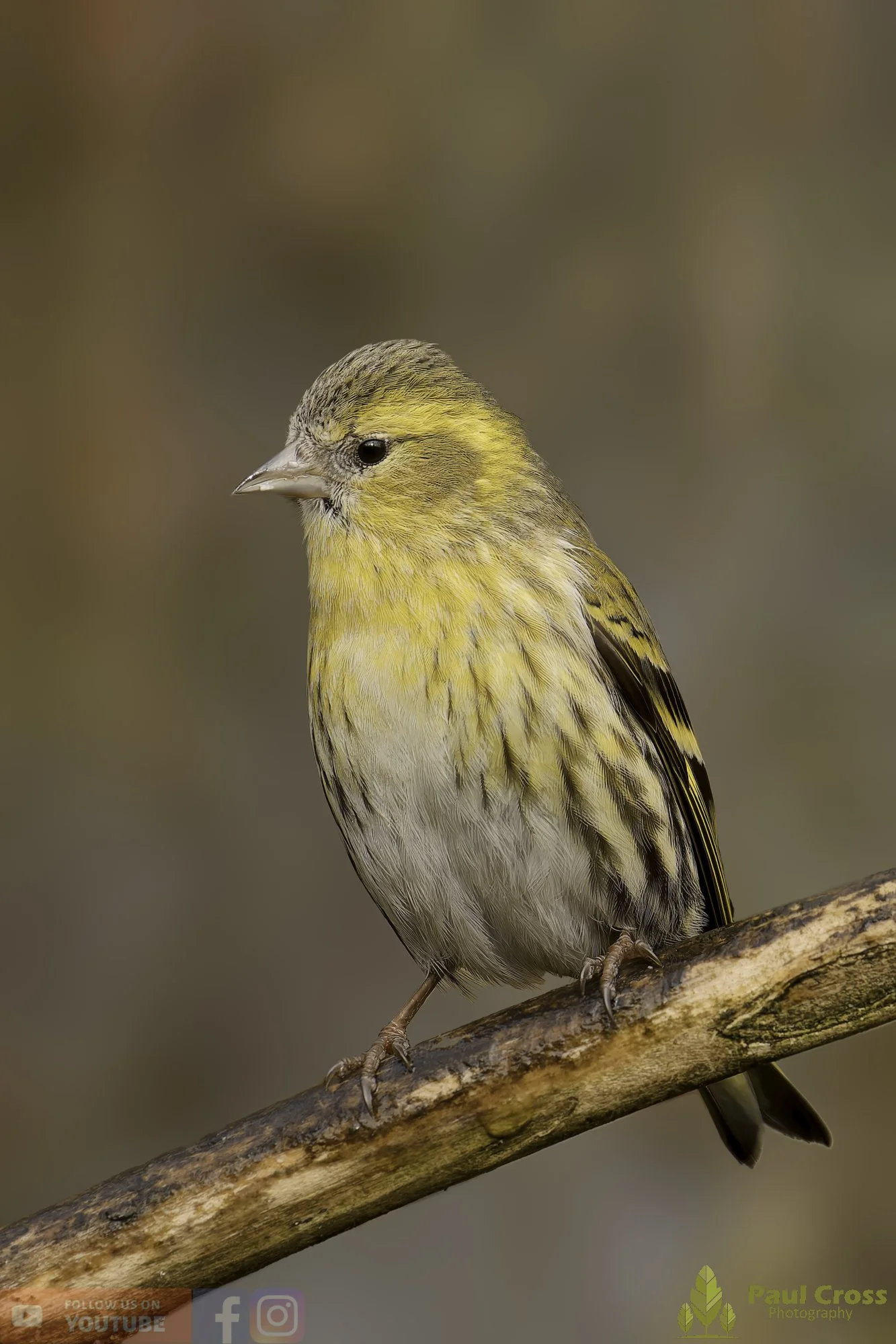 Siskin-00294.jpg