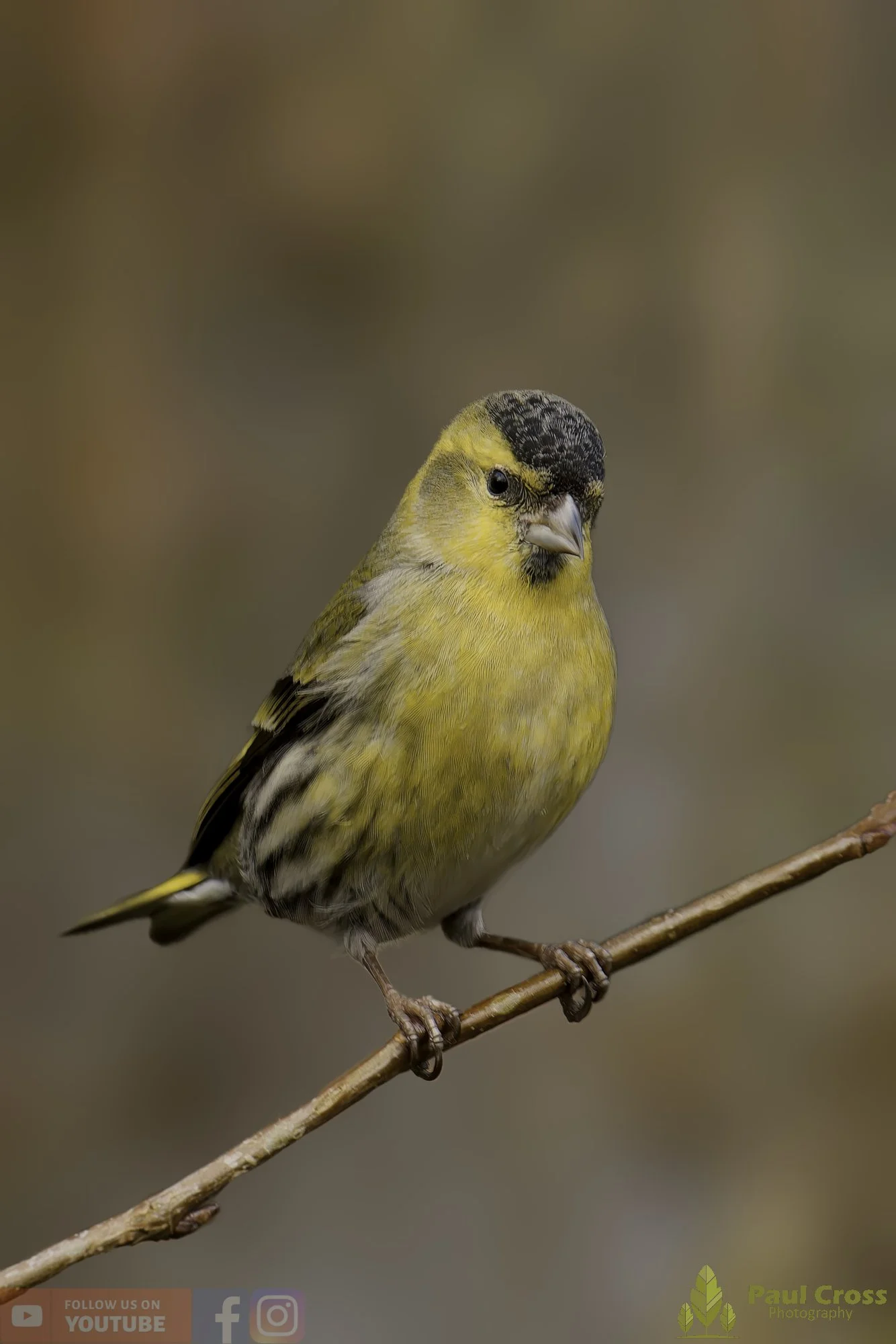 Siskin-00295.jpg