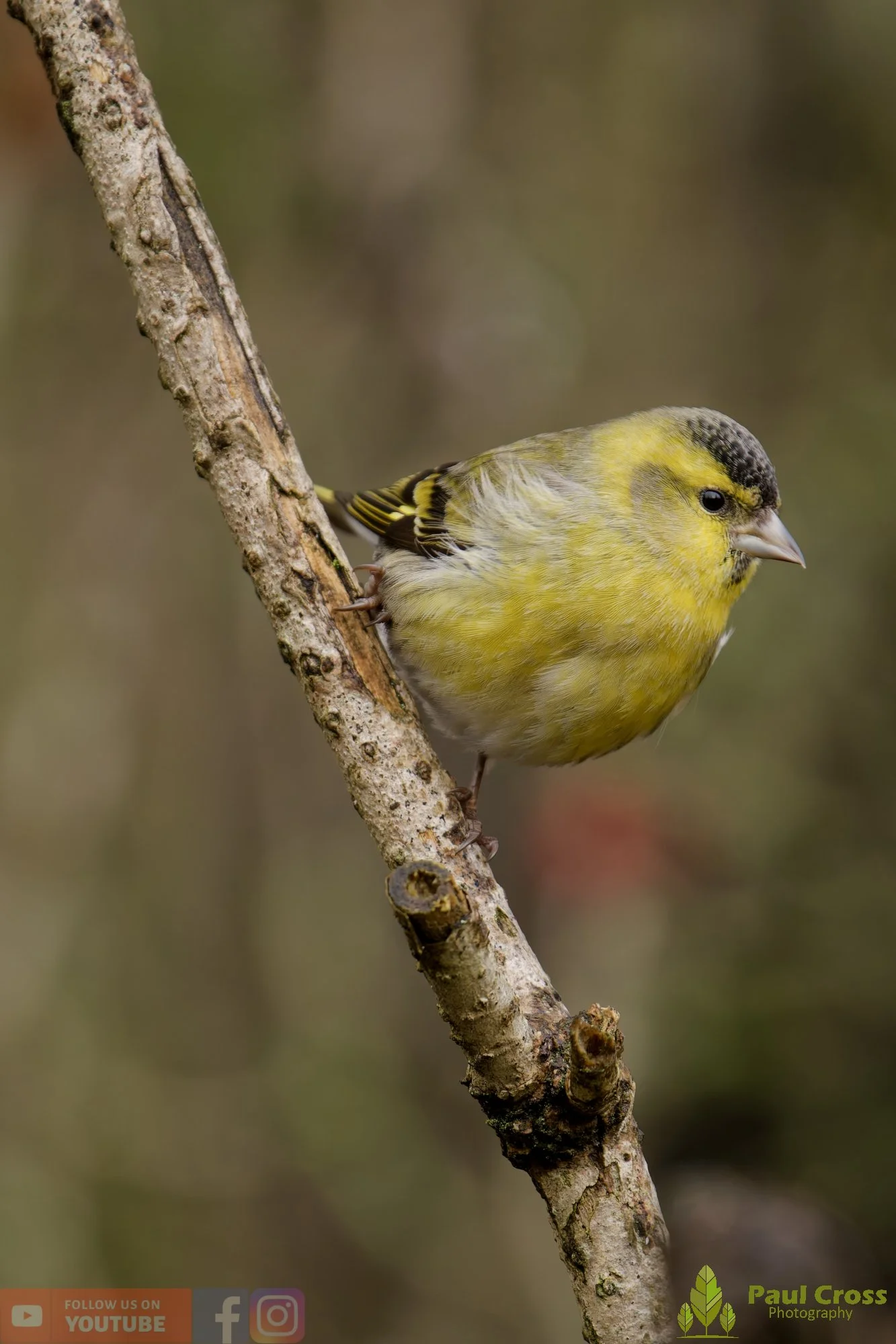 Siskin-00297.jpg