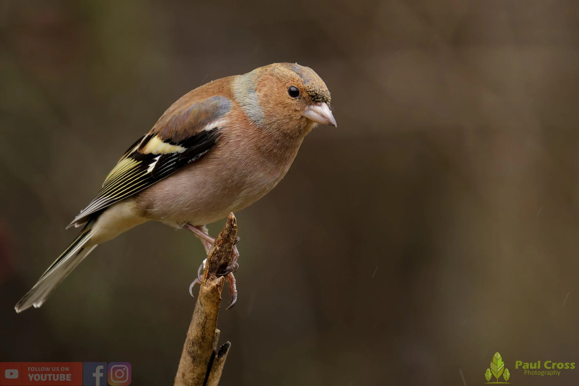 Chaffinch-00106.jpg