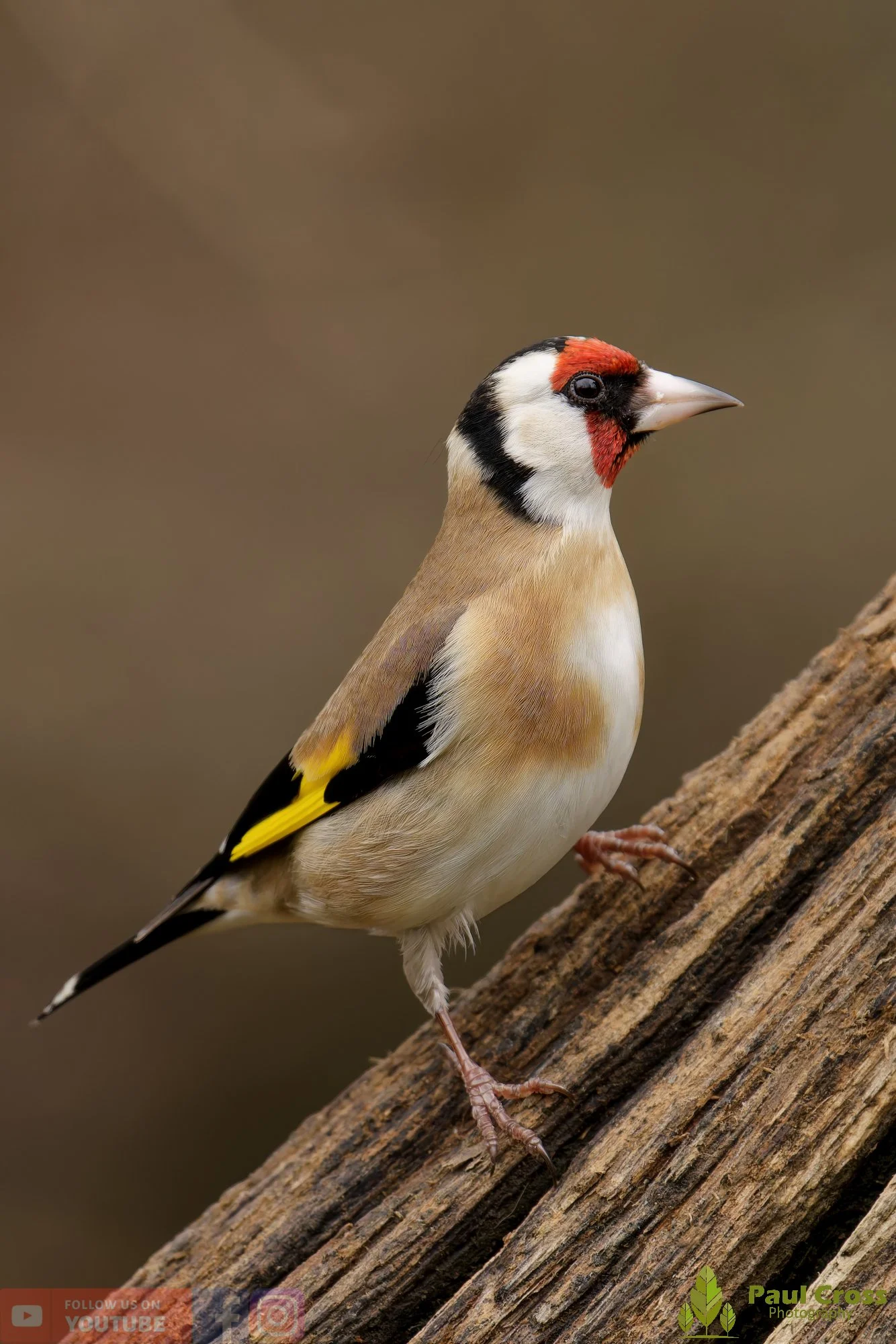 Goldfinch-00314.jpg