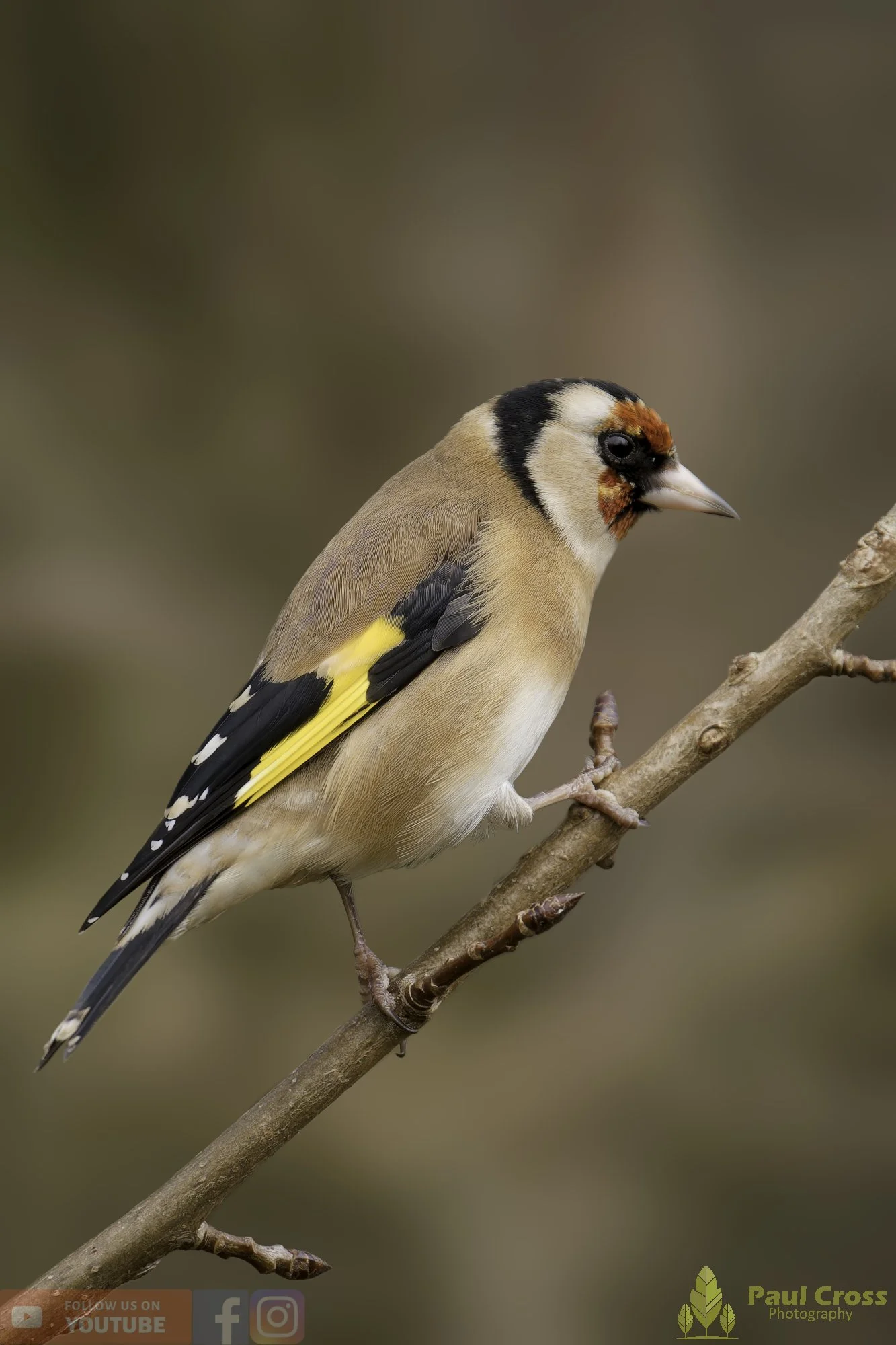 Goldfinch-00317.jpg