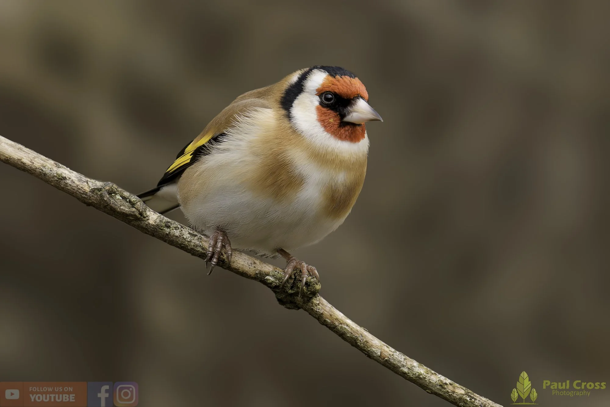 Winter Woodland Birds – Warnham Local Nature Reserve