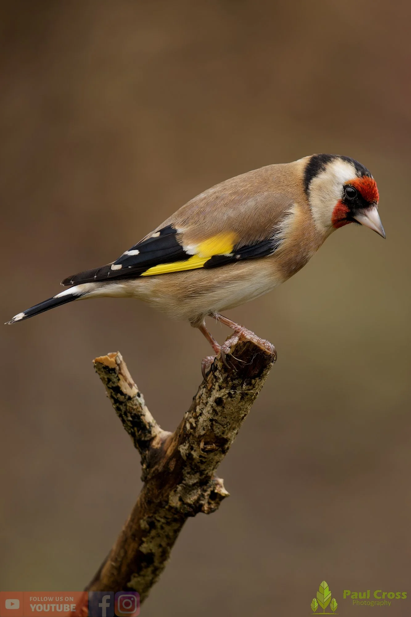 Goldfinch-00329.jpg