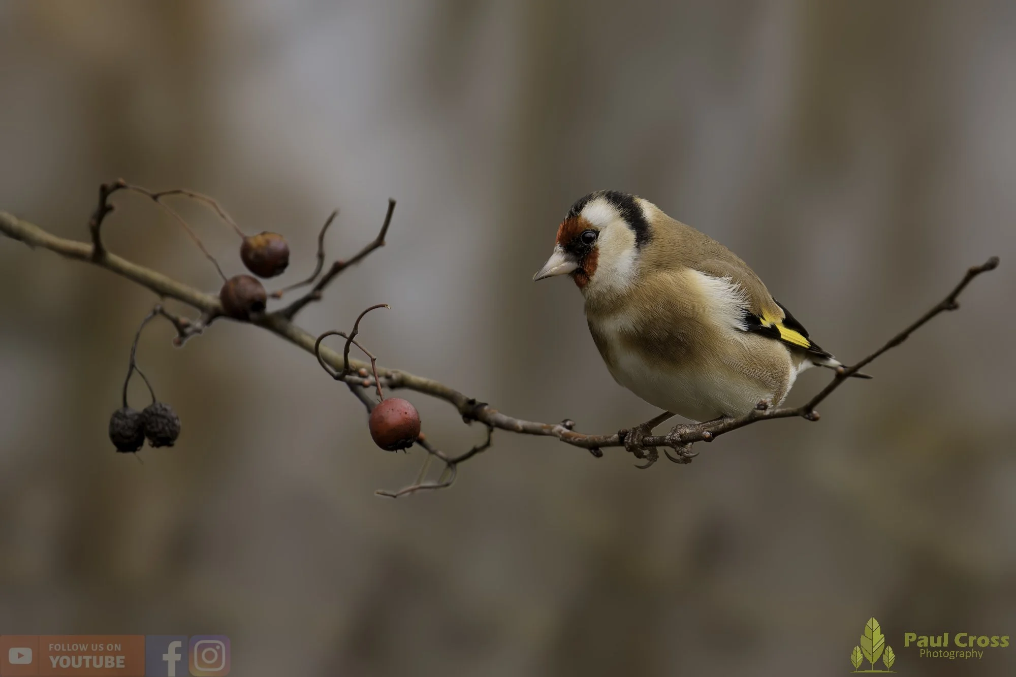 Goldfinch-00330.jpg