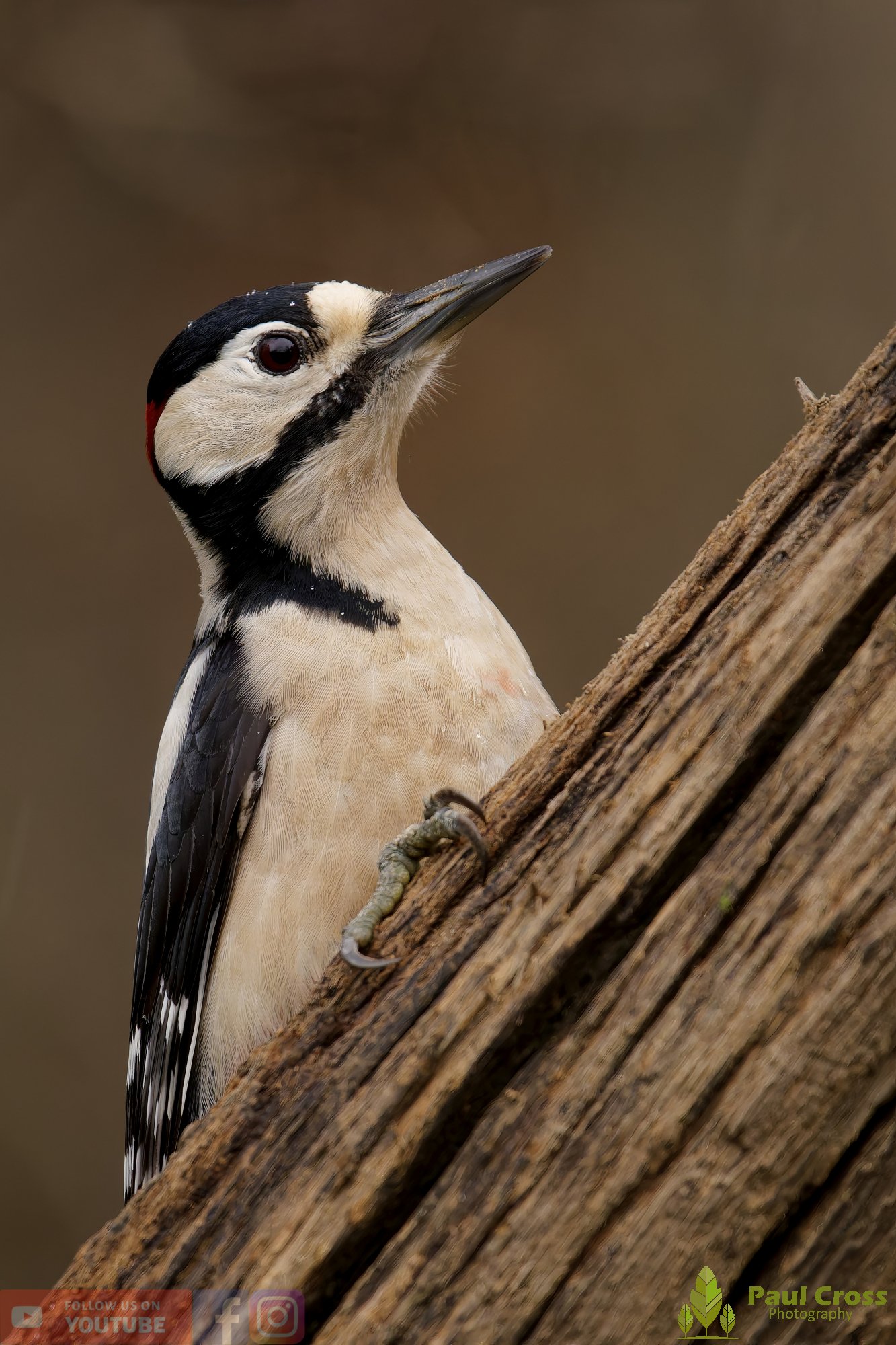 Great Spotted Woodpecker-00165.jpg