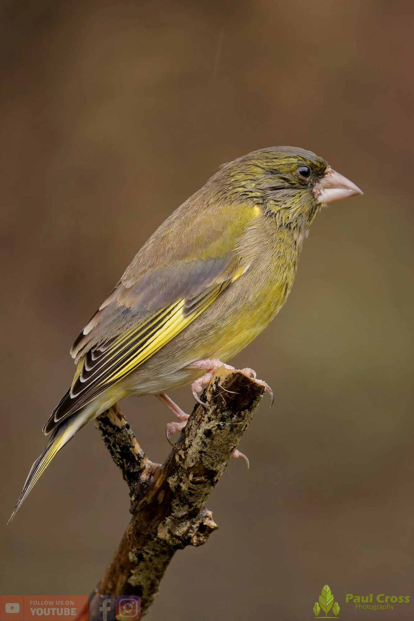 Greenfinch-00112.jpg