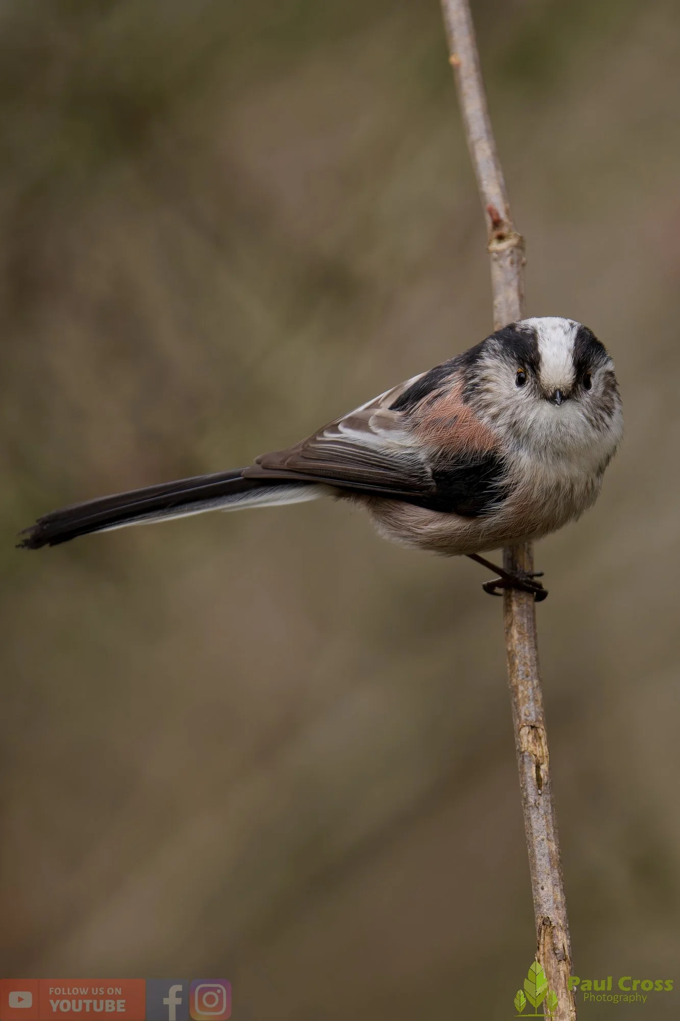 Long Tailed Tit-00356.jpg