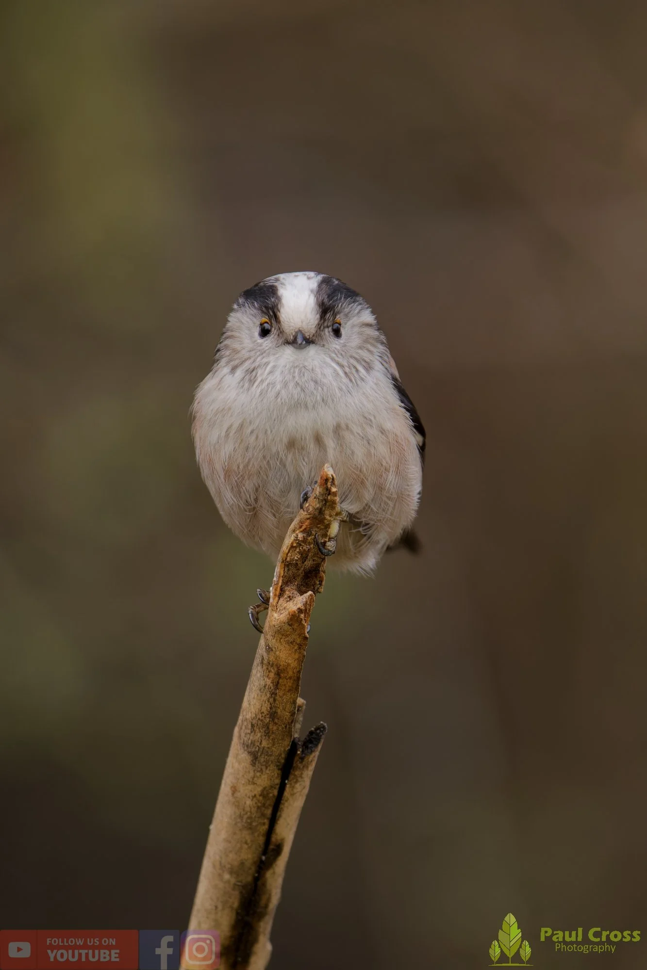 Long Tailed Tit-00357.jpg
