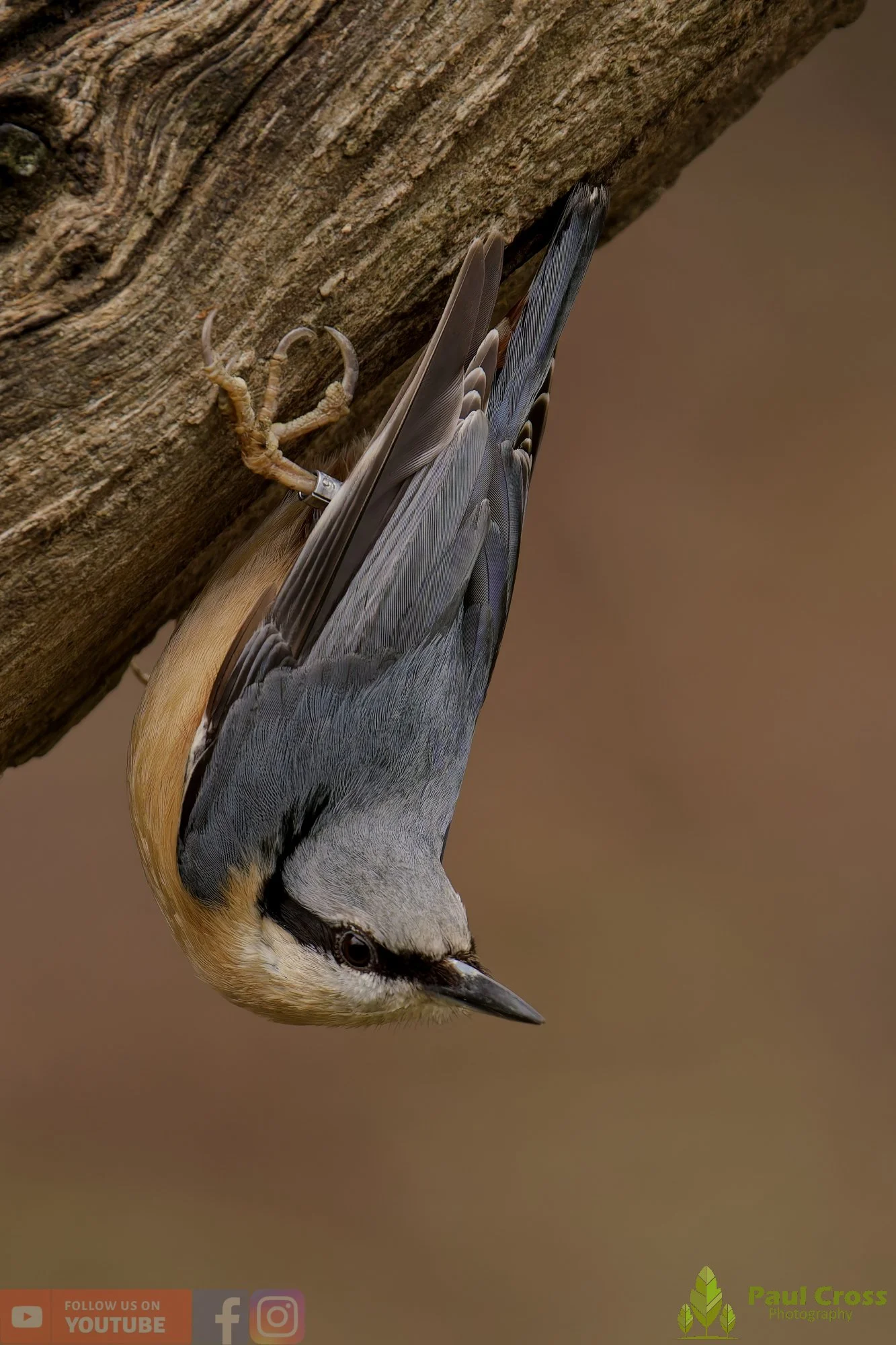 Nuthatch-00298.jpg