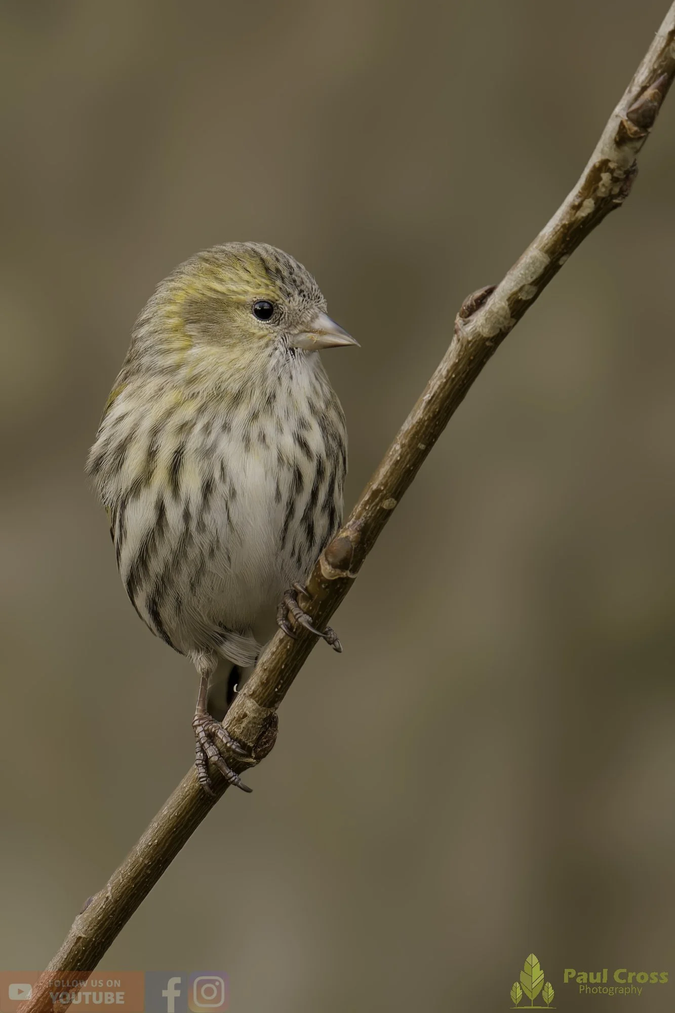 Siskin-00321.jpg