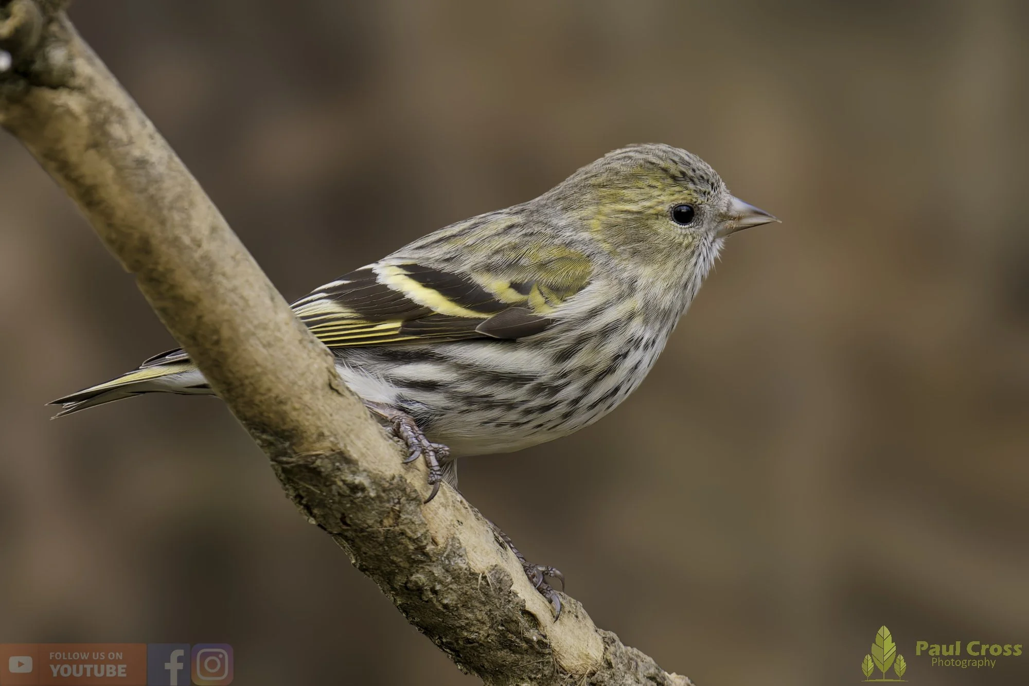 Siskin-00322.jpg