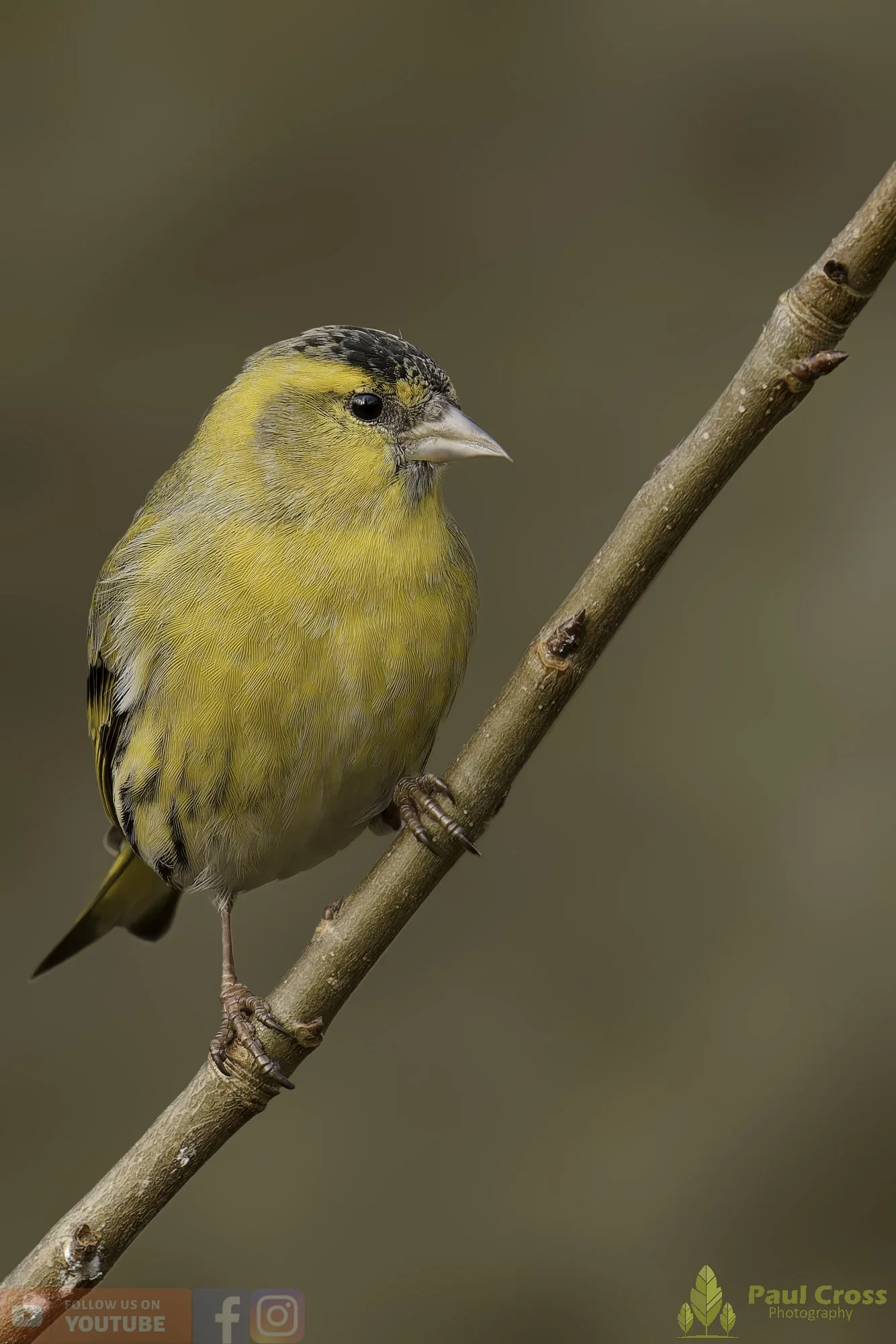 Siskin-00324.jpg