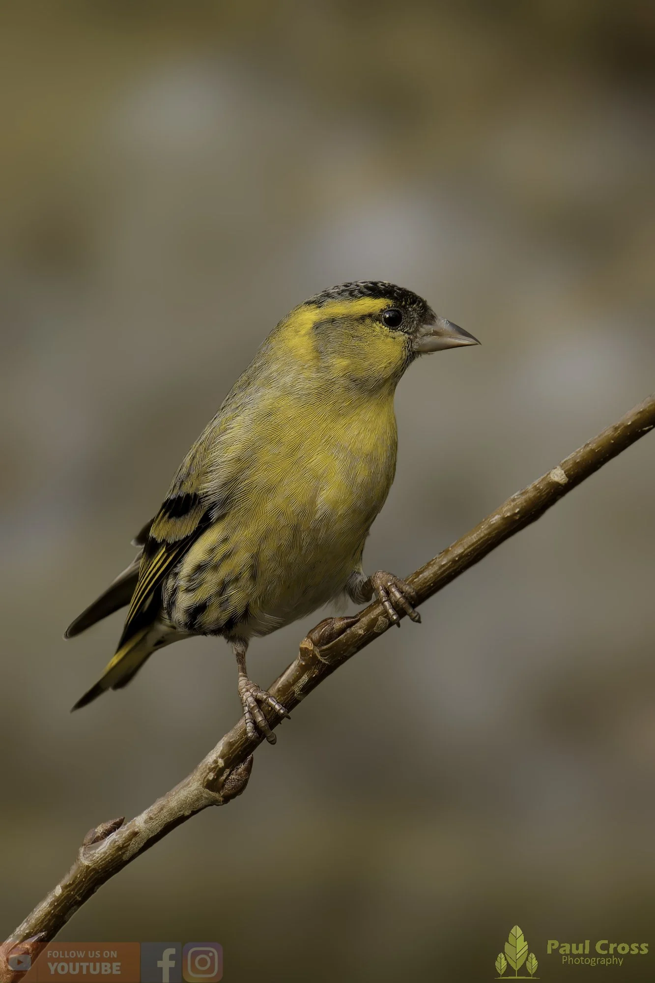 Siskin-00327.jpg