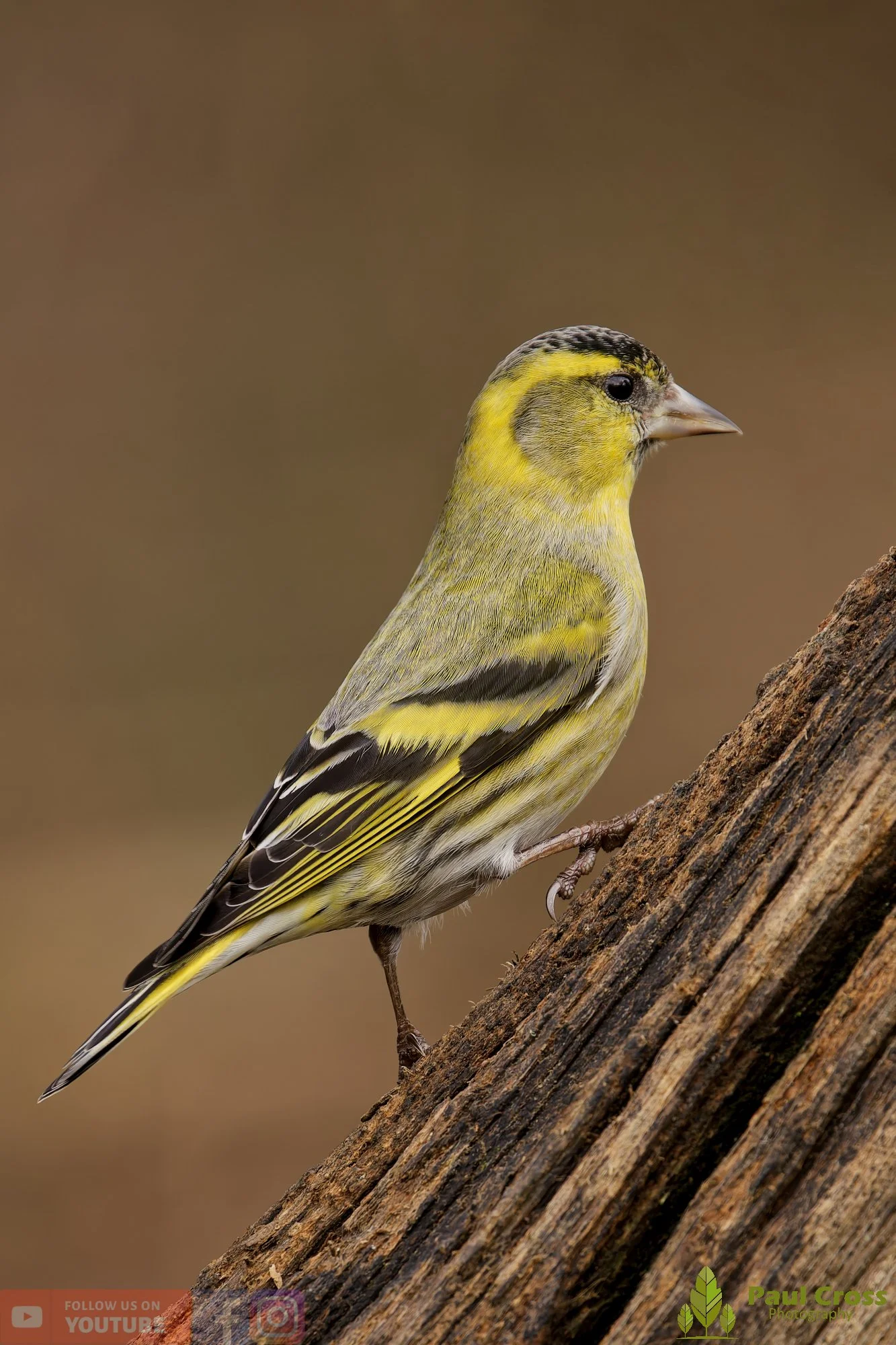 Siskin-00299.jpg