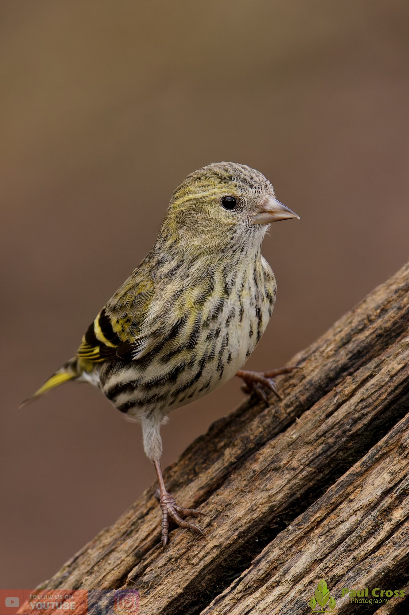 Siskin-00300.jpg