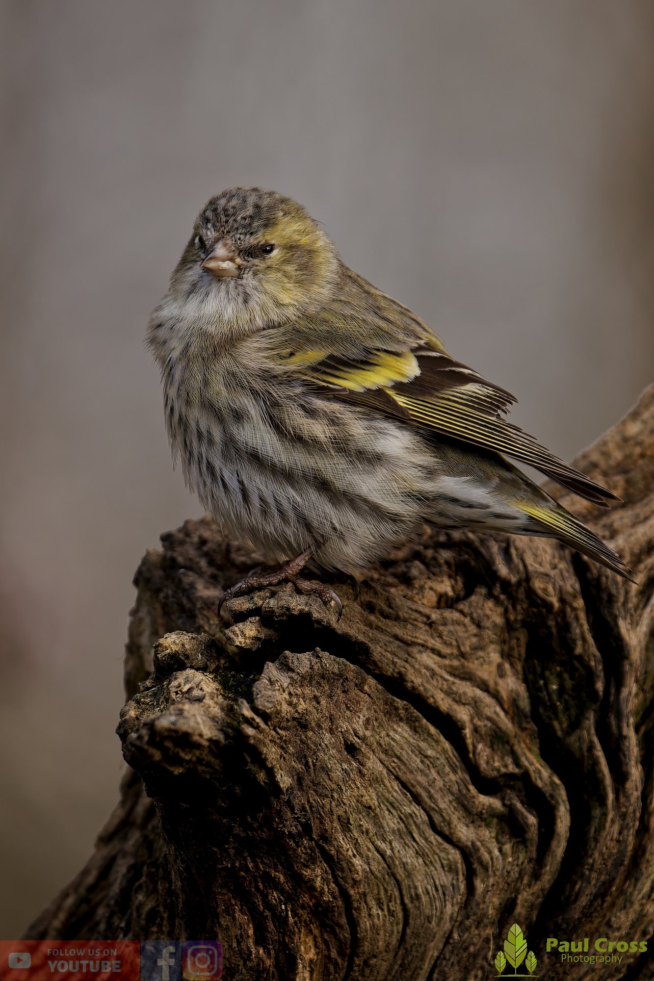Siskin-00302.jpg
