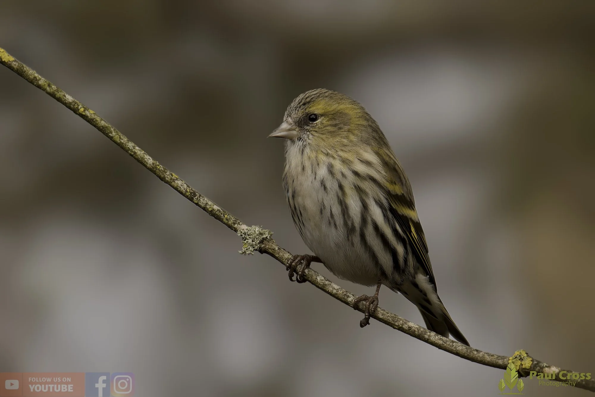 Siskin-00304.jpg