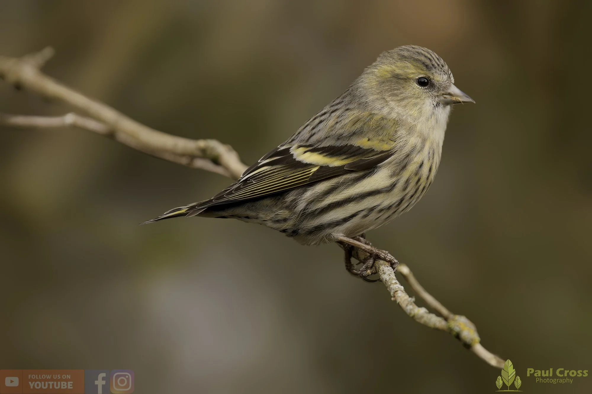 Siskin-00305.jpg