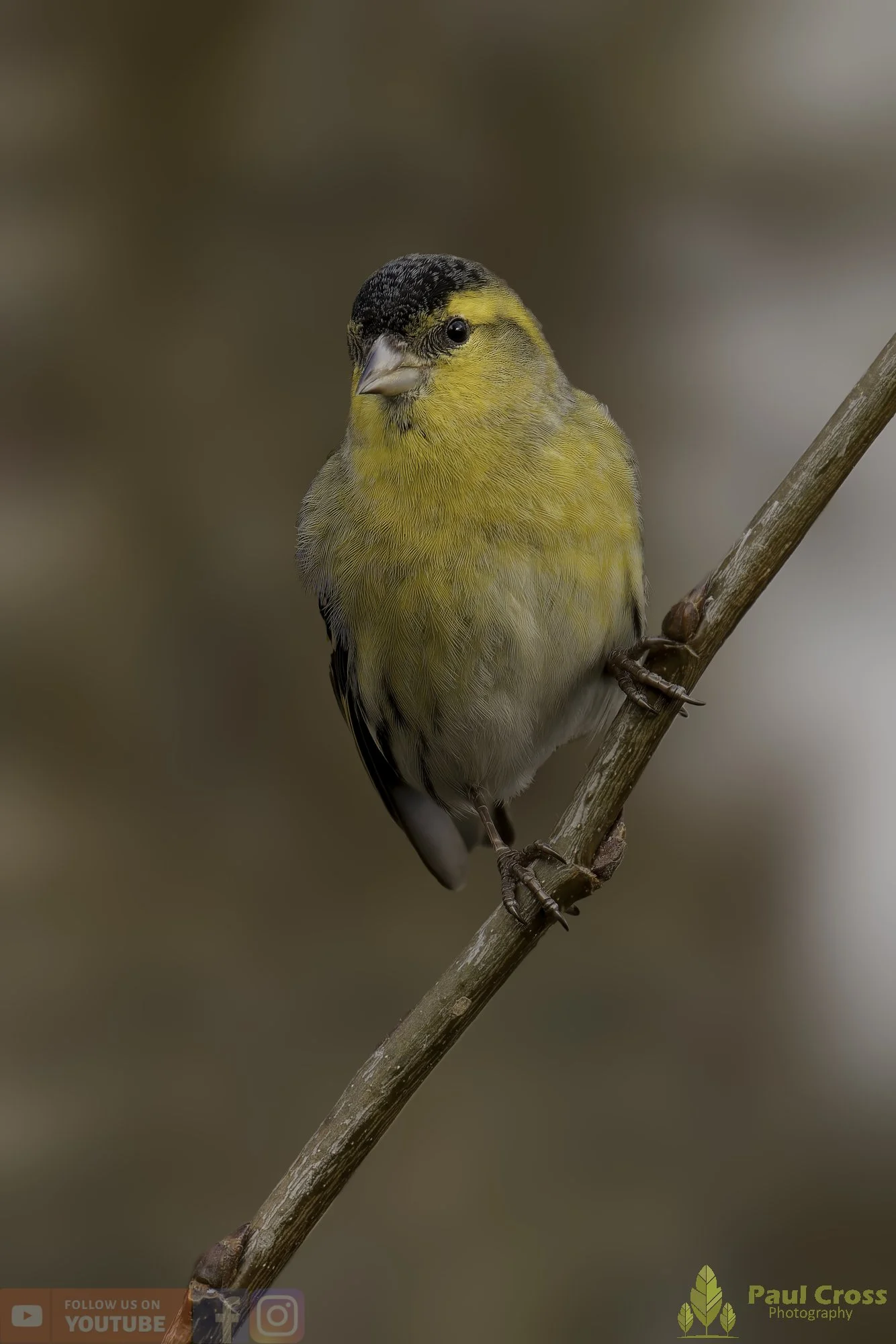 Siskin-00306.jpg