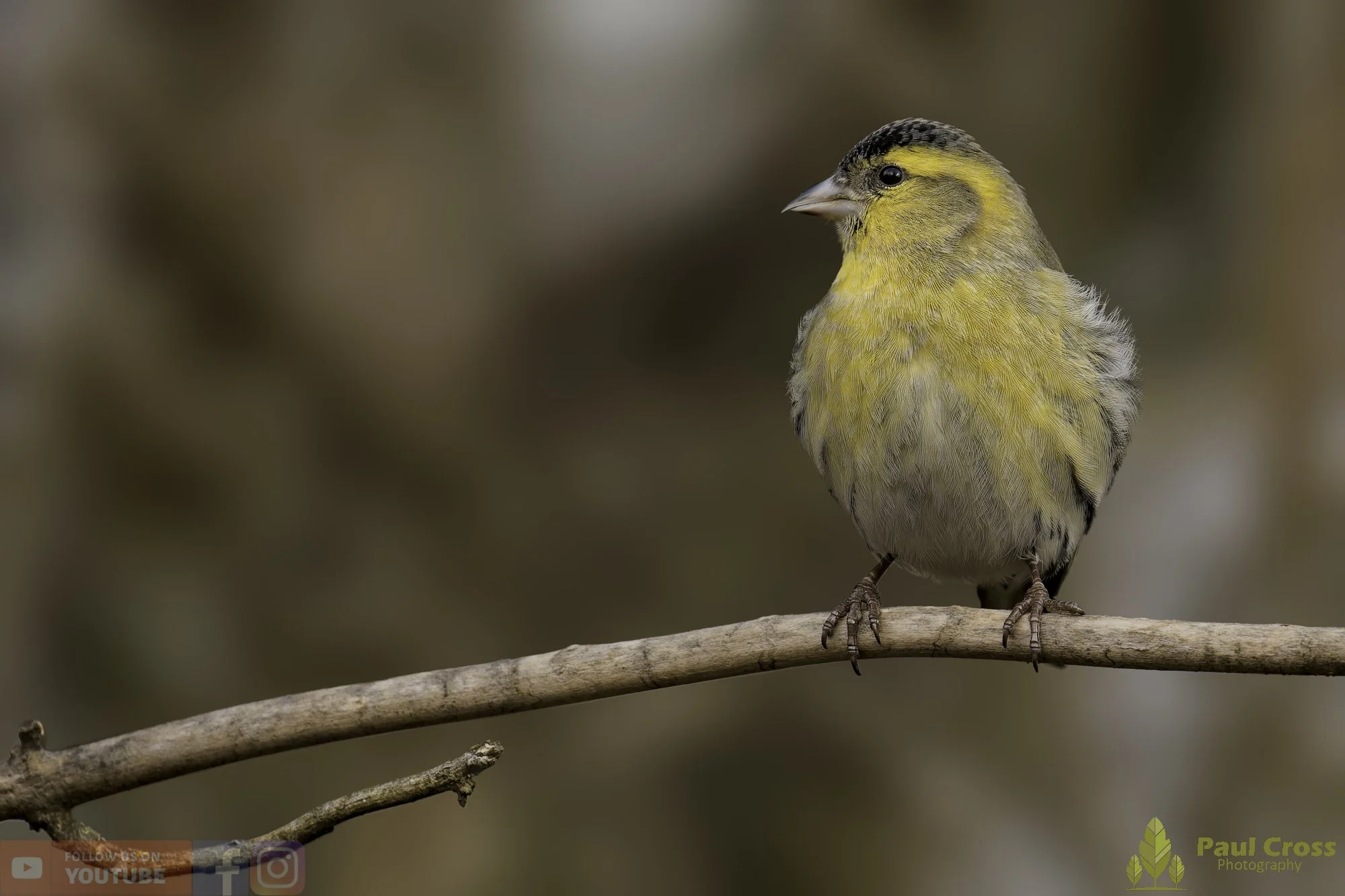 Siskin-00308.jpg