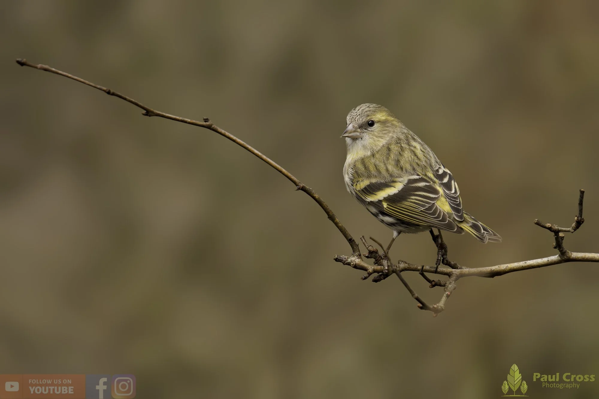 Siskin-00309.jpg