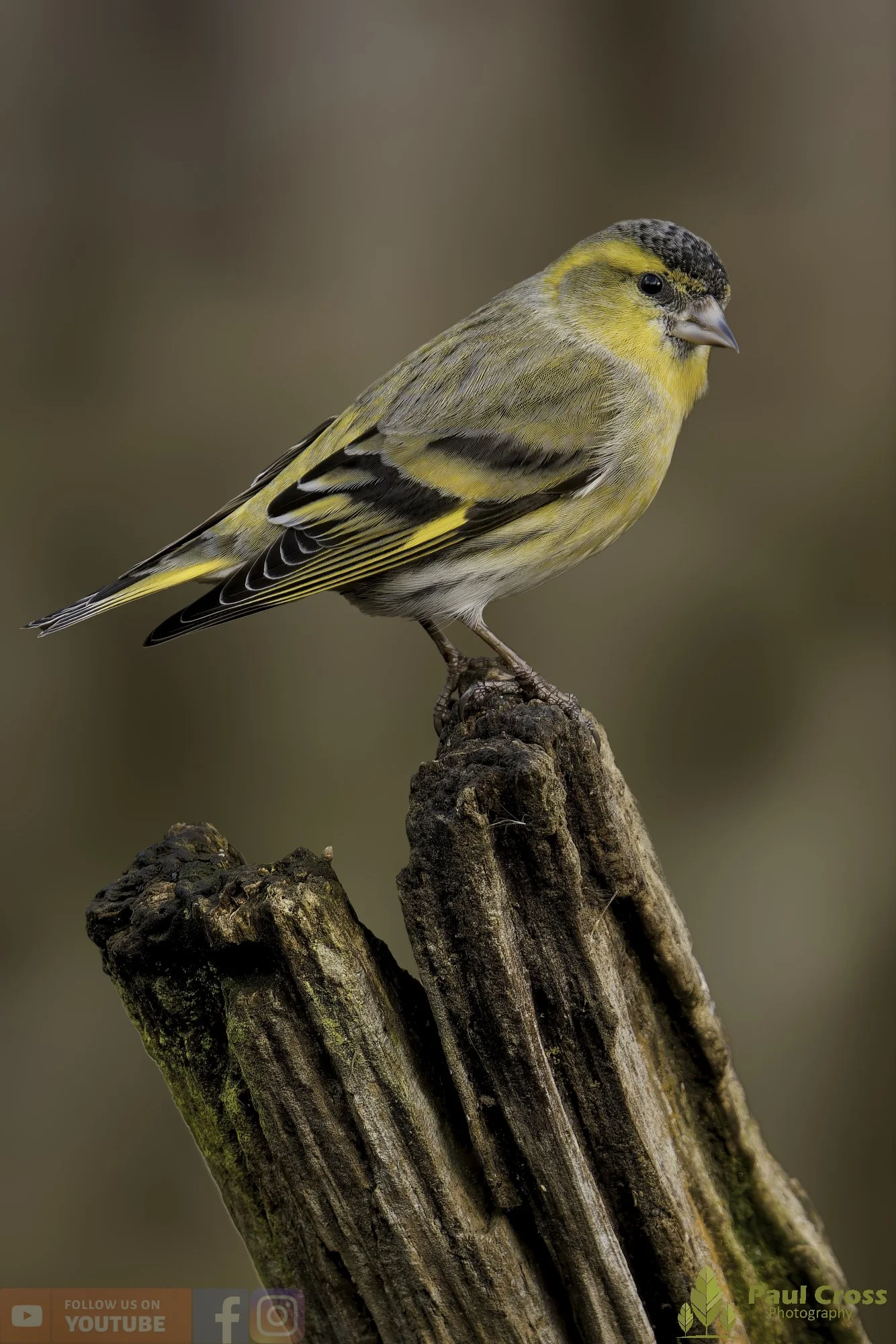 Siskin-00310.jpg
