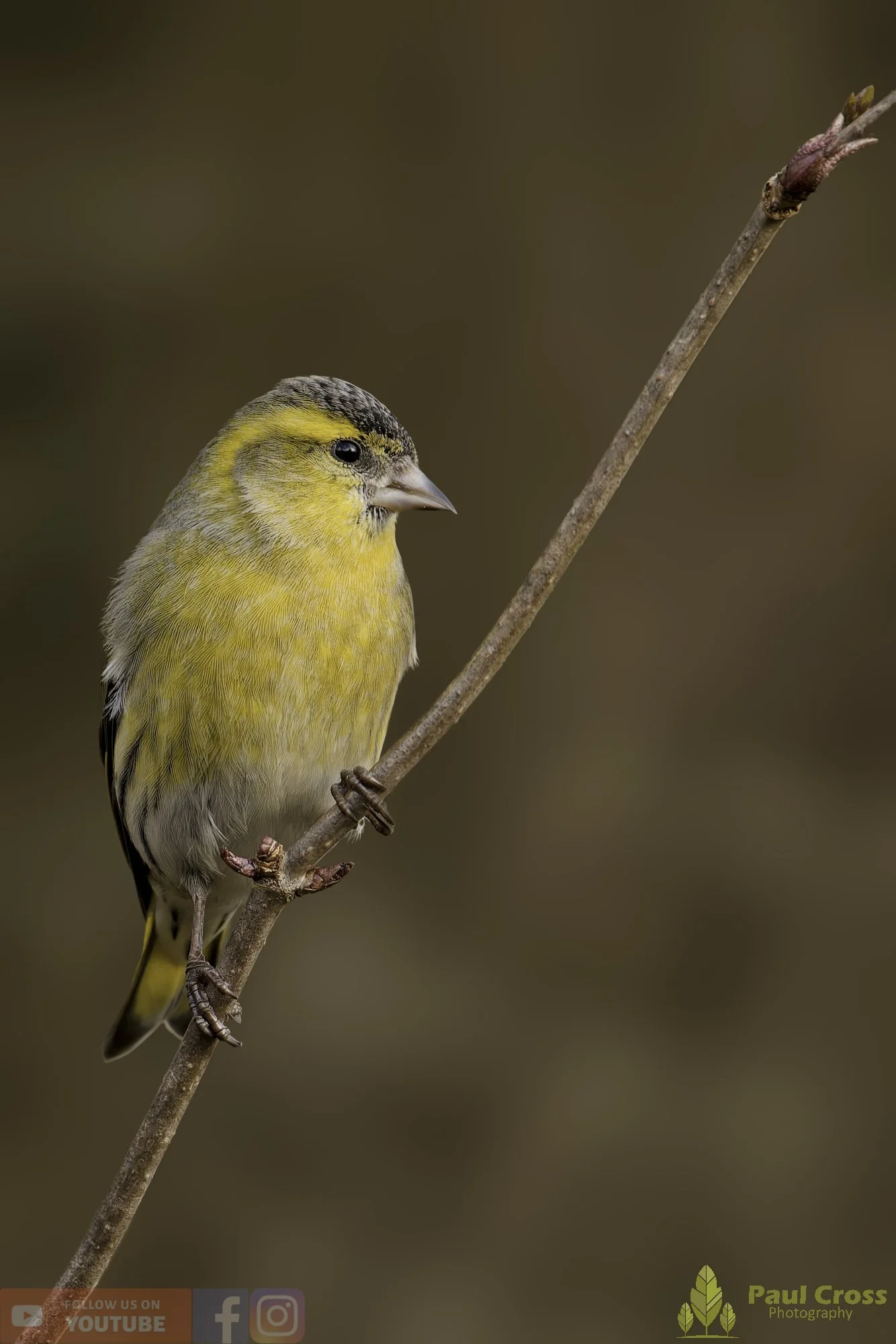 Siskin-00311.jpg