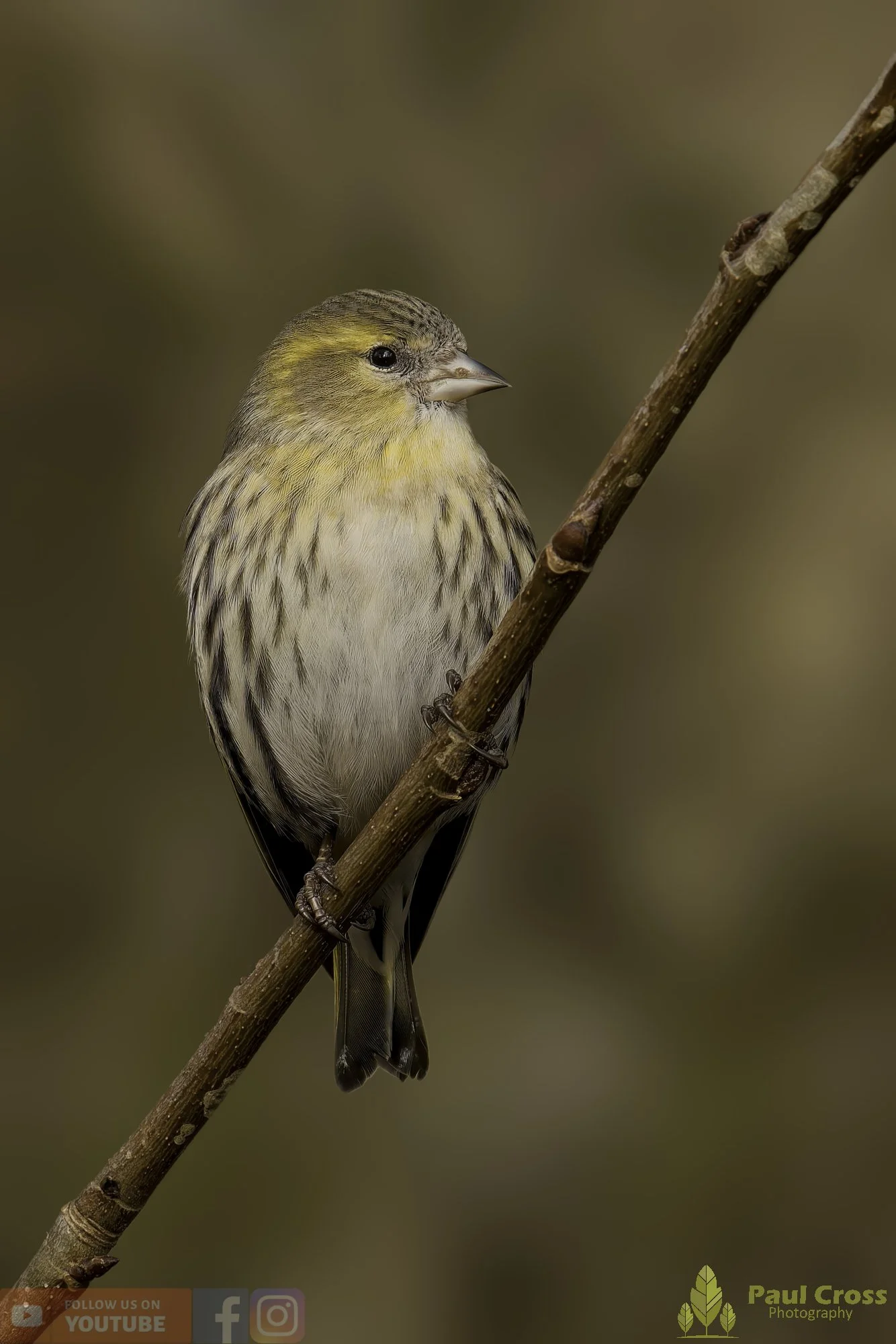 Siskin-00313.jpg
